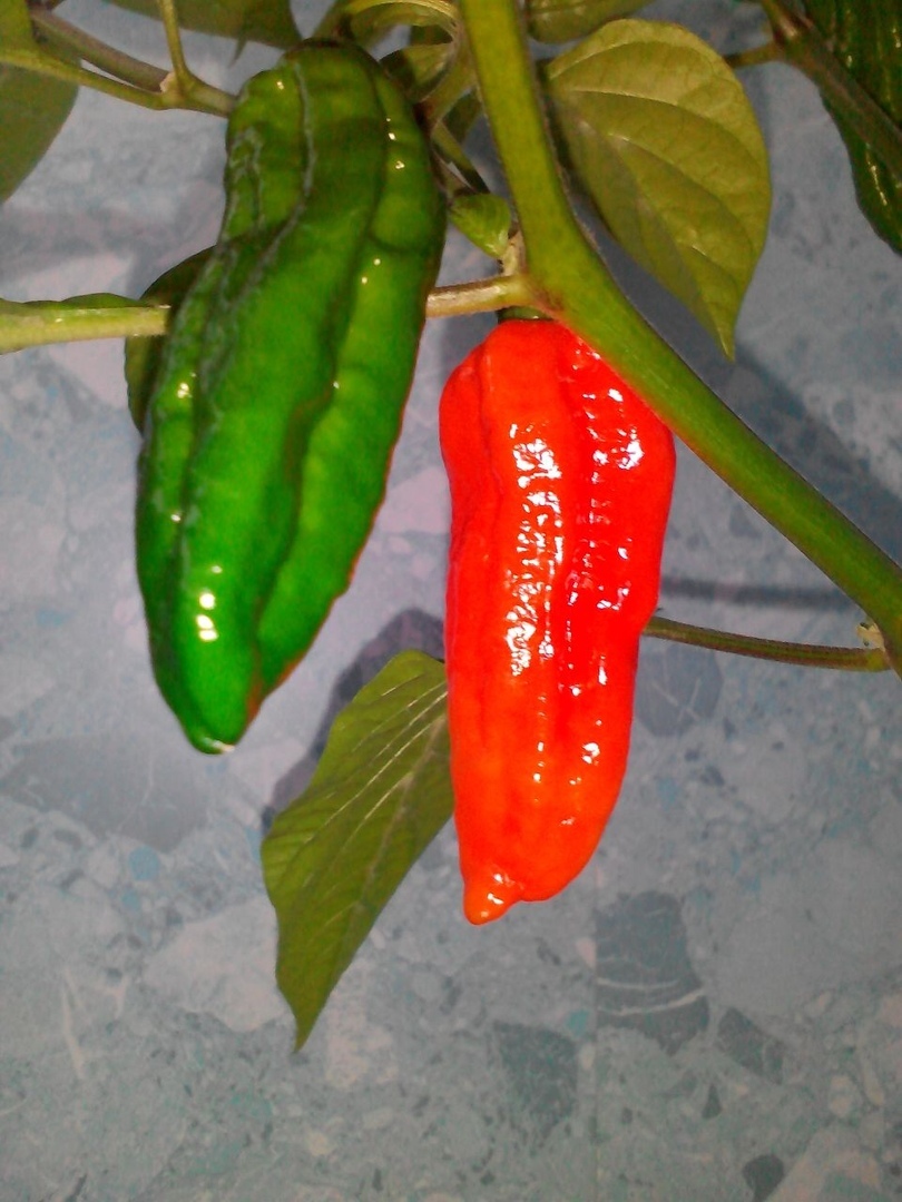 Coconut hydroponics. Hot peppers. Season 2020. No. 5. FINISH! - My, Pepper, Hot peppers, Pepper farming, Vegetable garden on the windowsill, Longpost