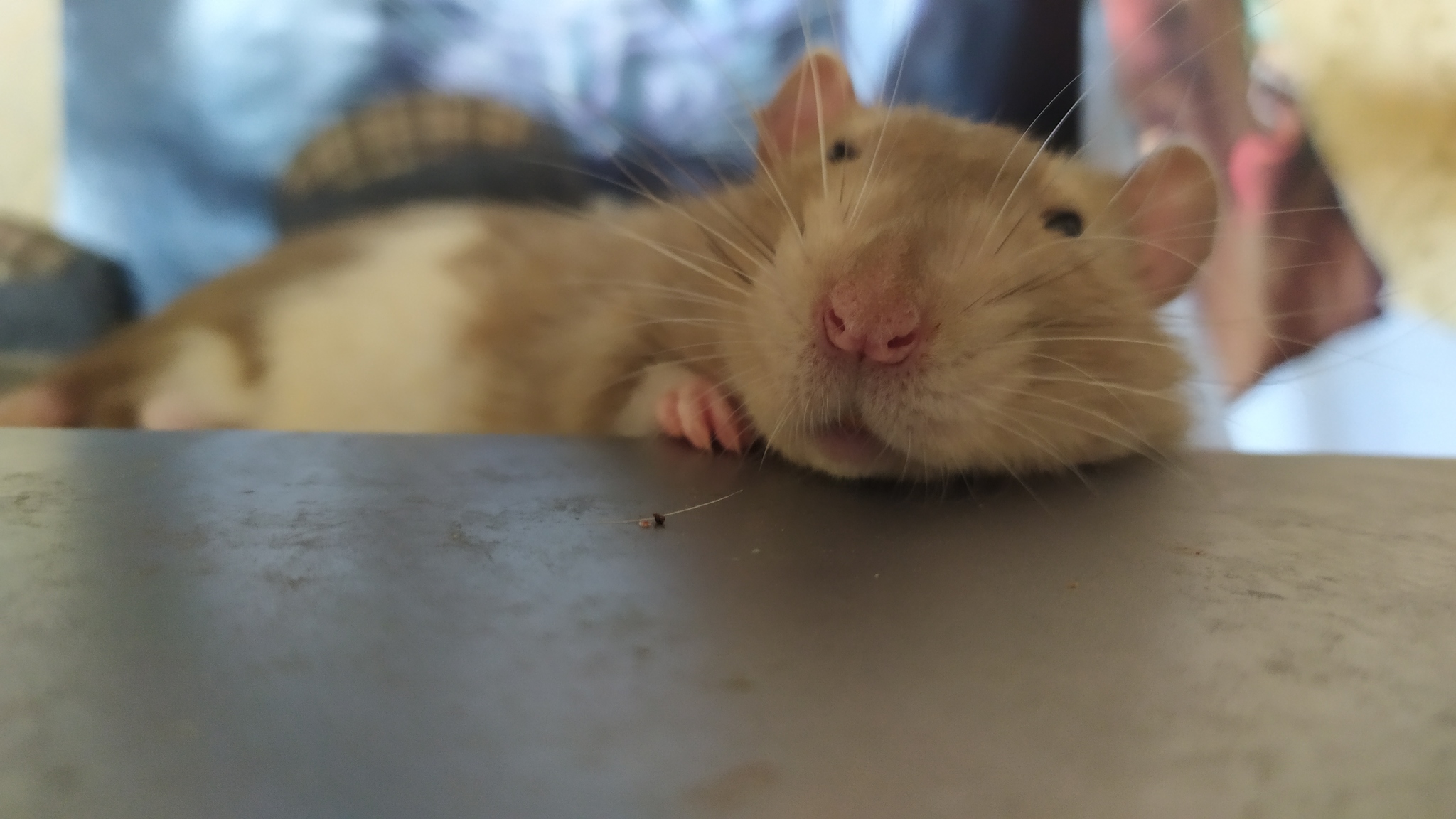 Rat everyday life #9 - My, Rat, Decorative rats, Animals, Milota, Longpost