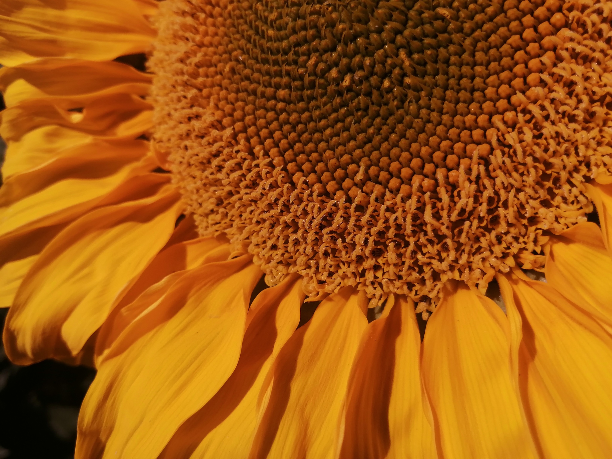 And again photos of your favorite sunflowers - My, Sunflower, Seed production, Hybrid, Progressive crop production, Longpost, The photo