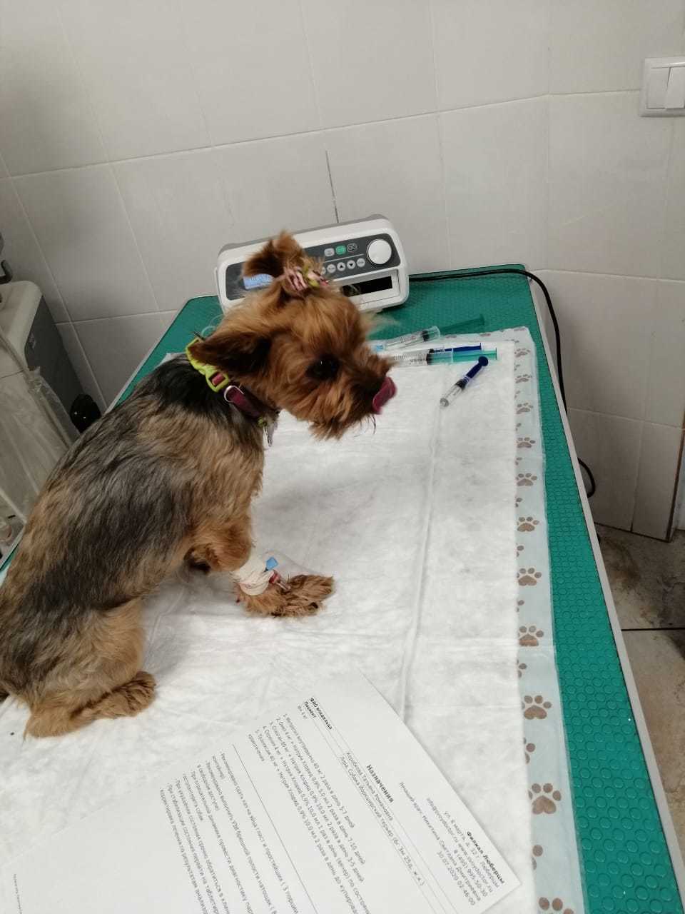 When it gets really scary - My, Dog, Veterinary, Disease, Fear, Yorkshire Terrier, Treatment, Longpost