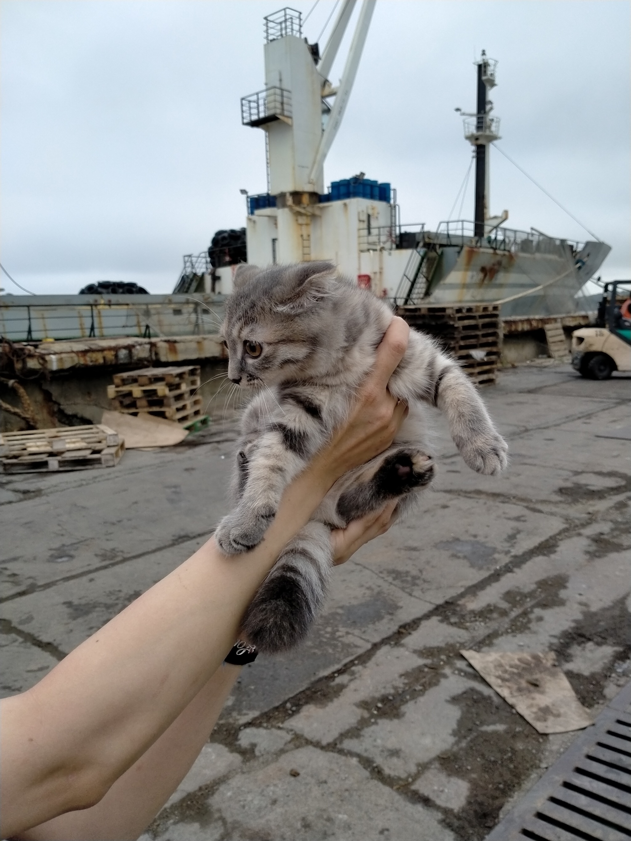 Chief on the ship! - My, Longpost, cat, Vessel