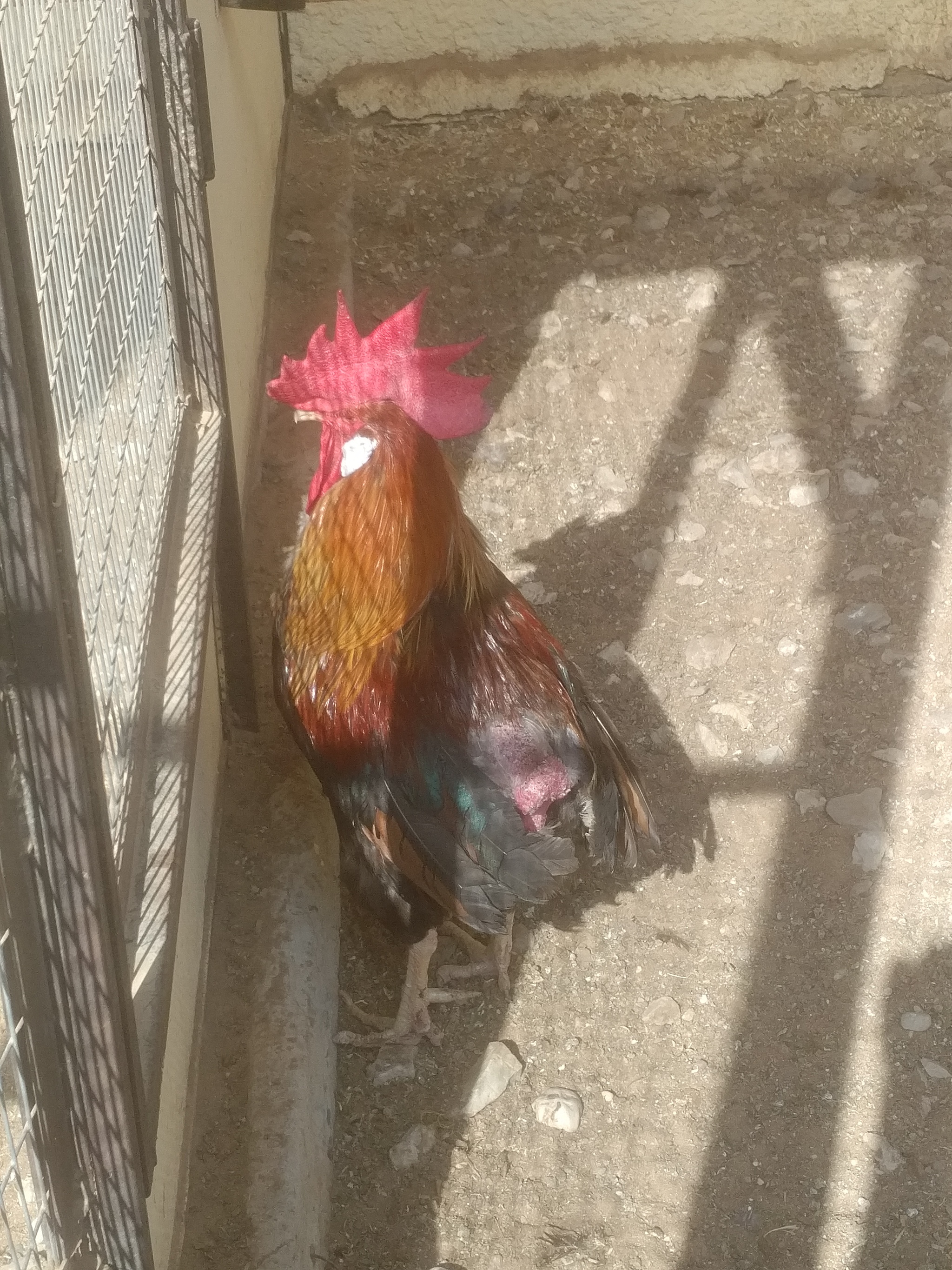 When you pumped the comb but forgot to pump the tail - My, Rooster, Bird Park, Longpost