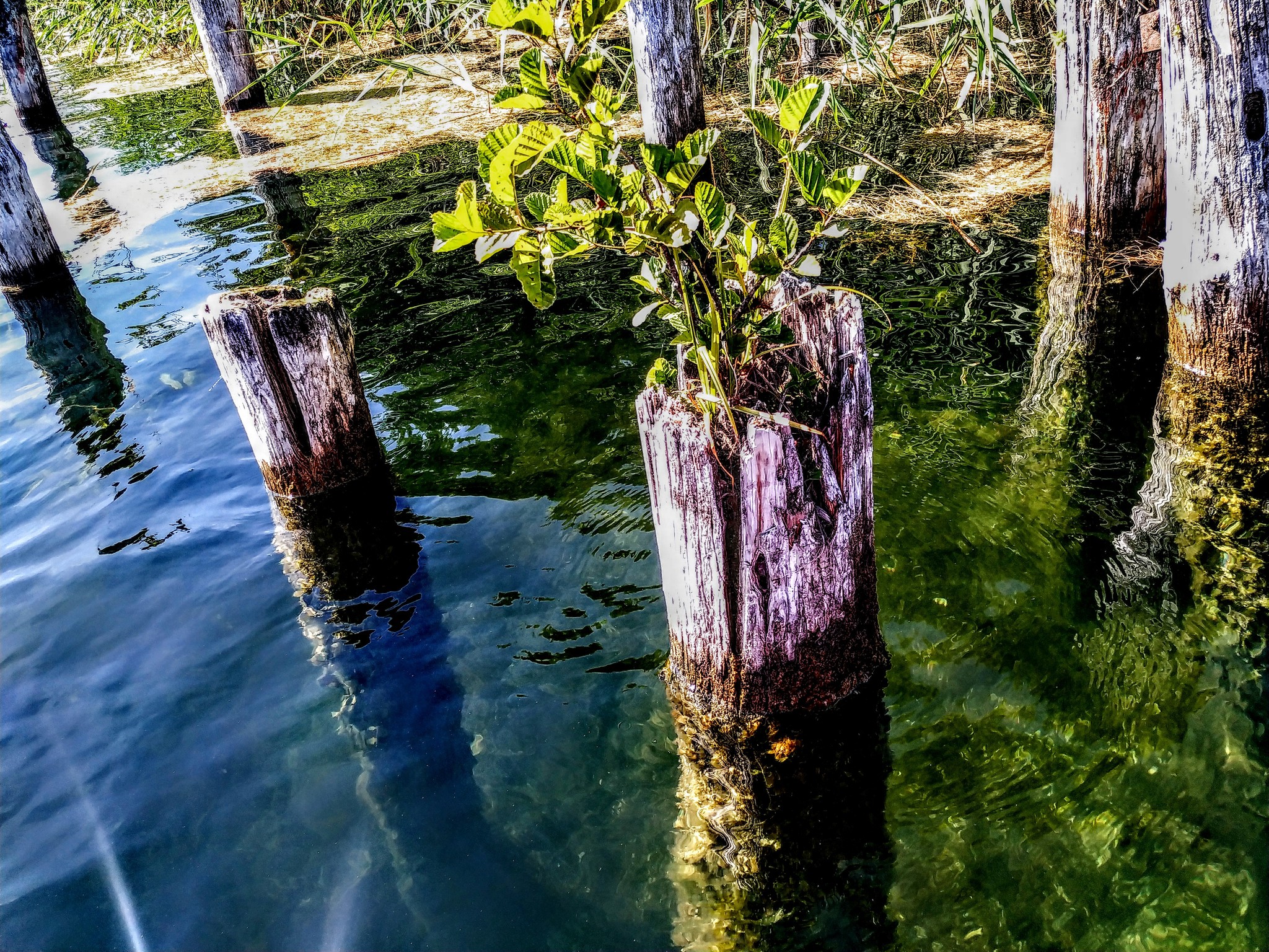 Clinging to life - My, The photo, A life, Landscape, Lake