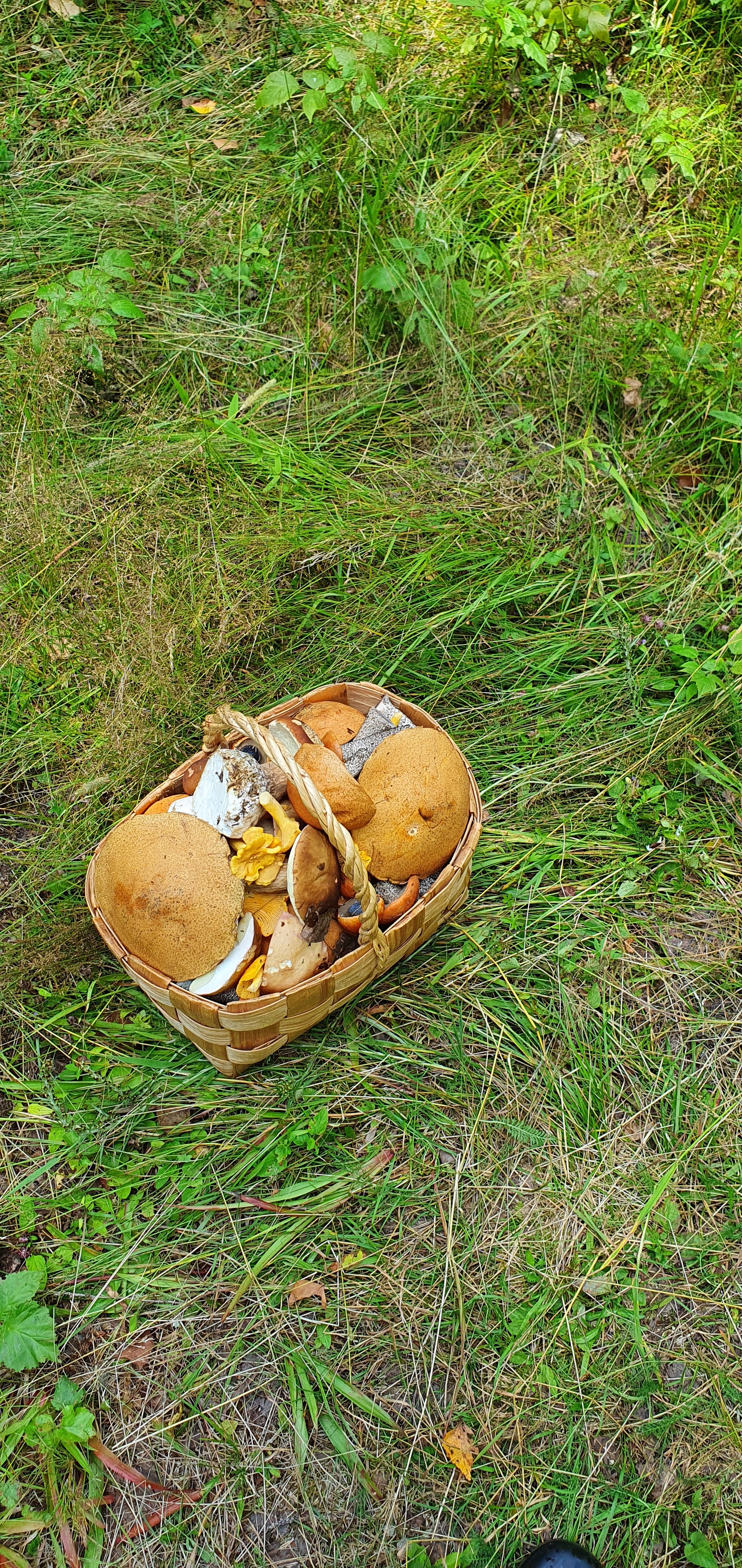 Got out into the forest - My, Mushrooms, Boletus, Porcini, Longpost, Vladimir region