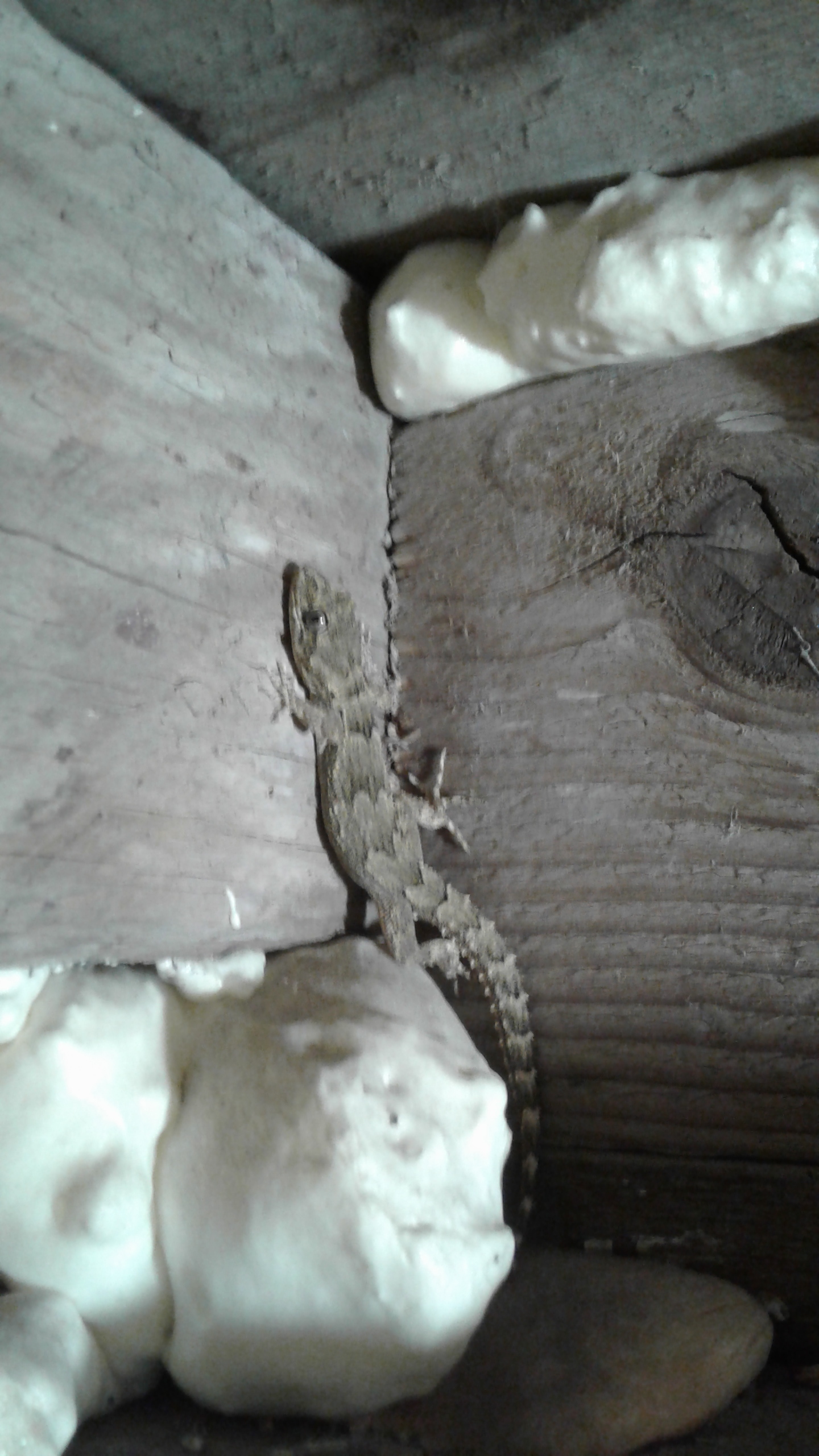 Night visitor in the workshop - My, Animals, Photo on sneaker, Longpost, Lizard