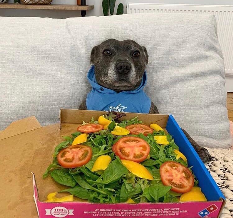 Deception - Dog, Box, Pizza, Deception, I won't, Longpost, Vegetables