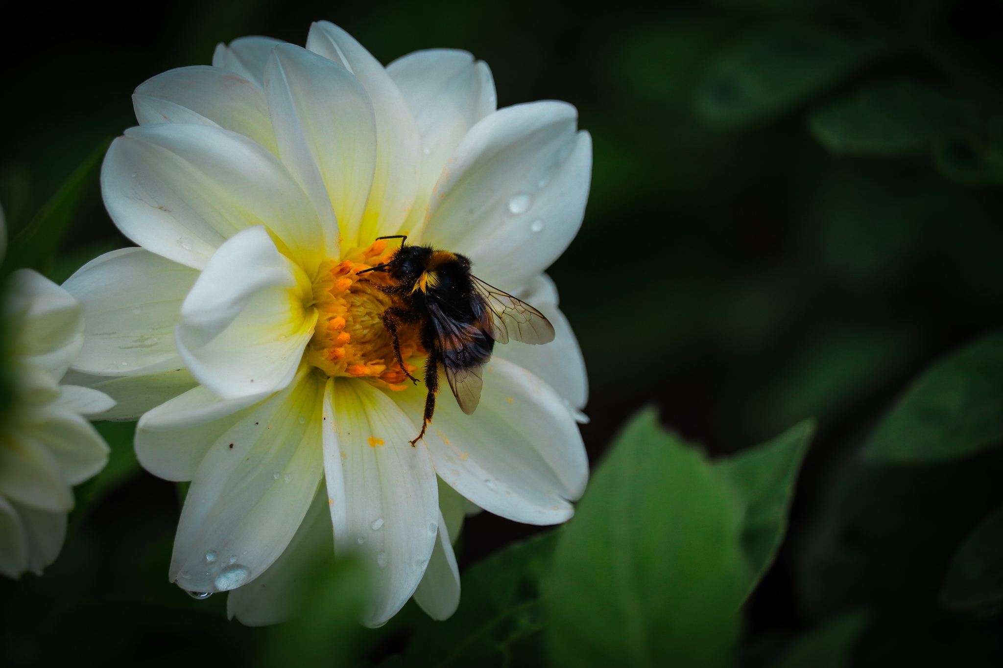 Цветочное - Моё, Фотография, Цветы, Canon 800D, Шмель, Длиннопост