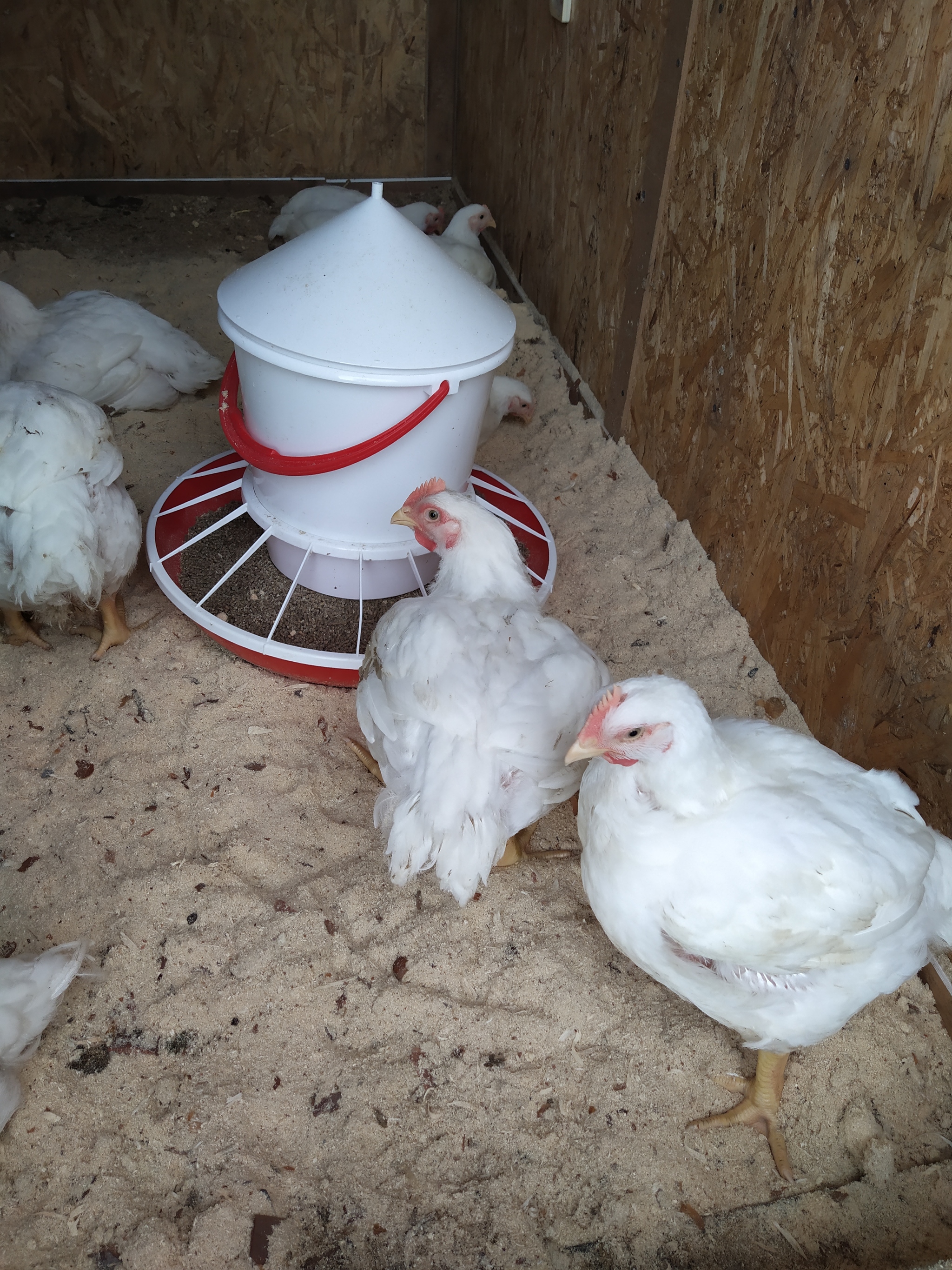 My first broilers - My, Village, Broilers, Chicken, Longpost