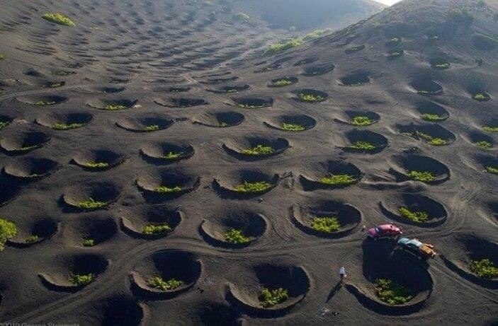 Grape harvest in the Canary Islands - Canary Islands, Volcano, Grape, Crater