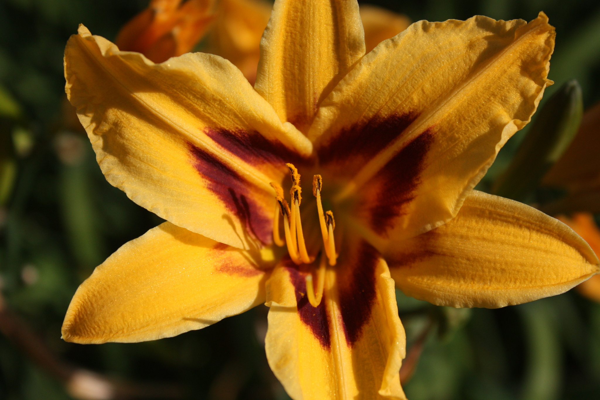 Morning photos - My, The photo, Flowers, Nature, Longpost, Lily