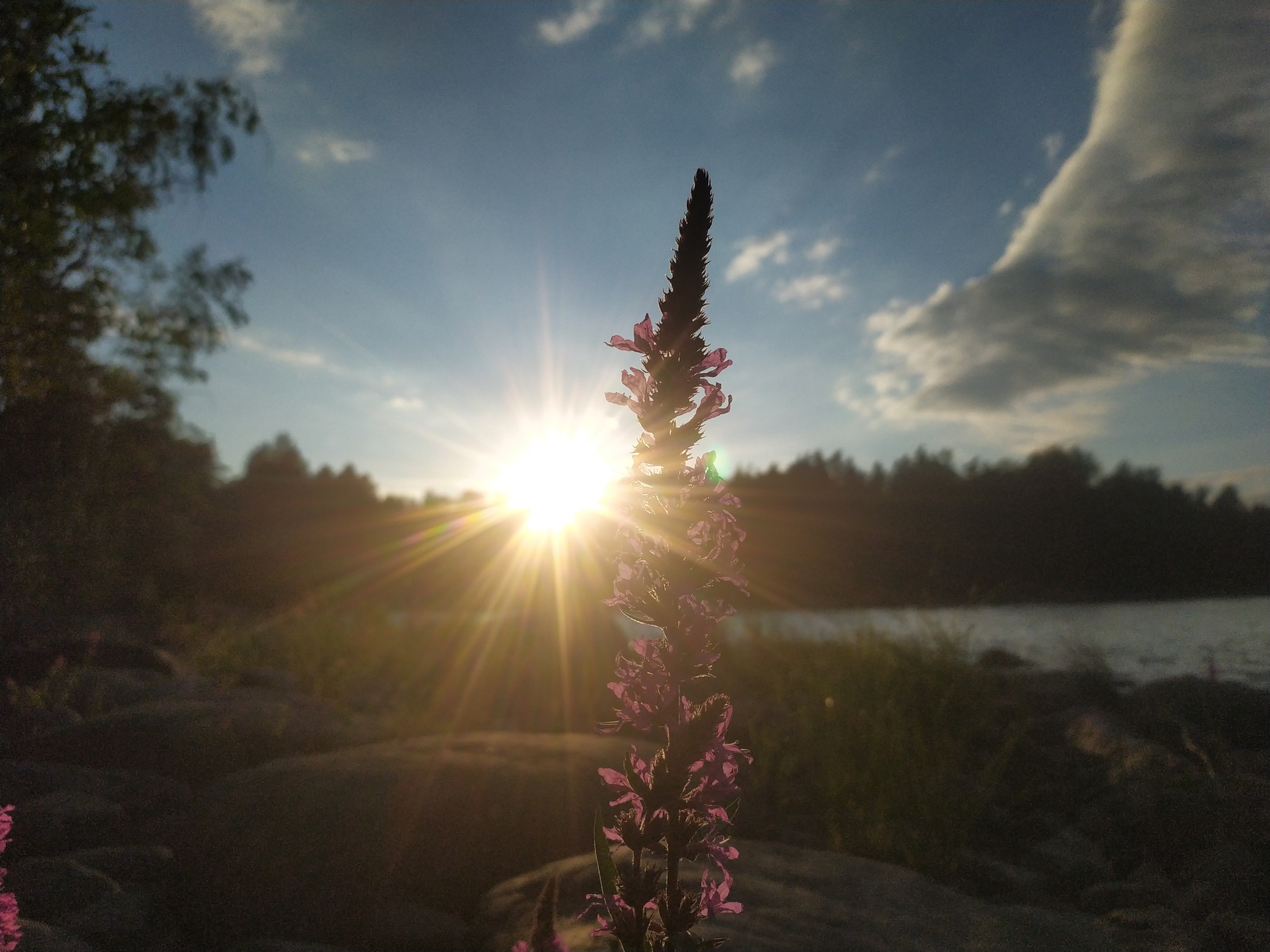 Nature of Lake Ladoga - My, Weekend, beauty of nature, Ladoga lake, Mobile photography, Nature, Longpost