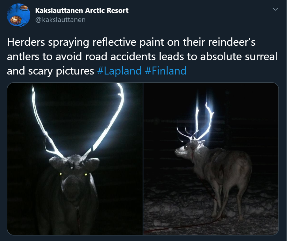 You can end up in a fool out of ignorance - Finland, Deer, Reindeer, Reflective spray, Night, Road