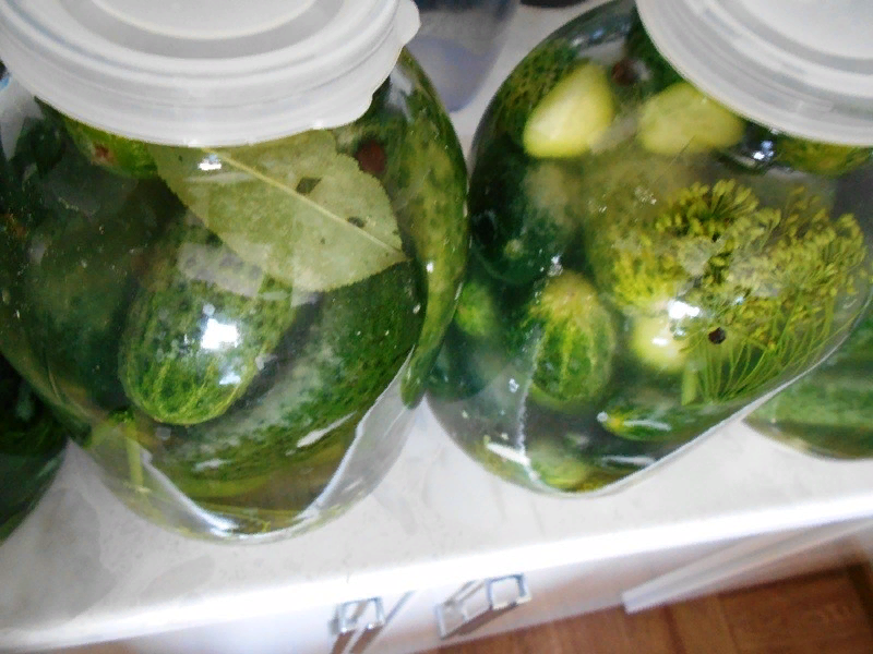 How to quickly and easily pickle cucumbers for the winter - My, Cooking, Salting, Useful, Longpost, Recipe, Salted cucumbers