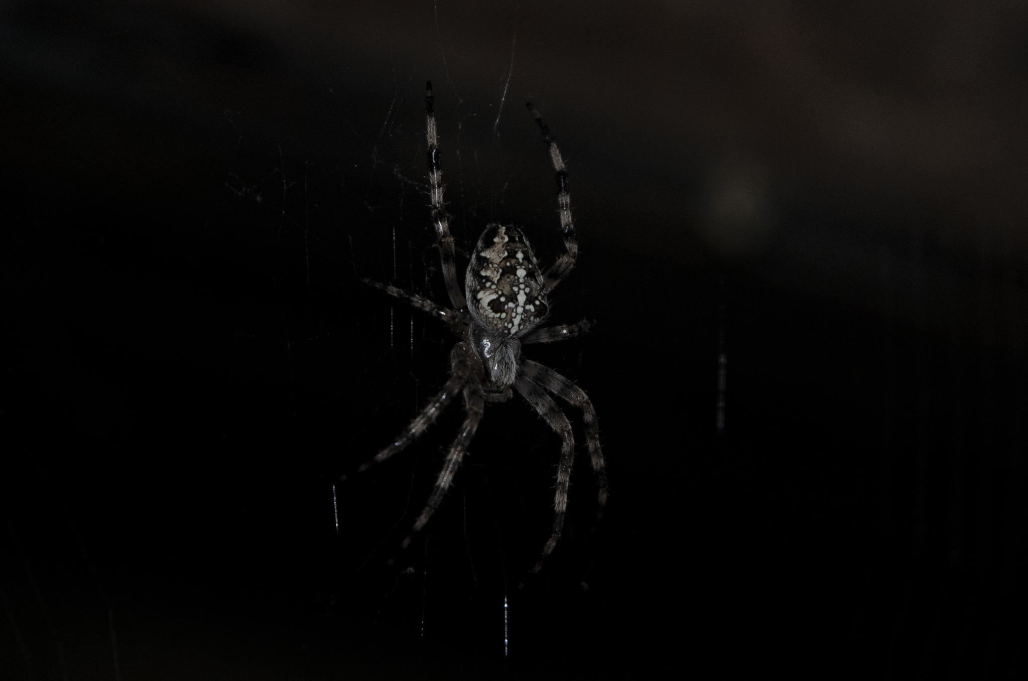 Paukan - My, Spider, The photo, Low key