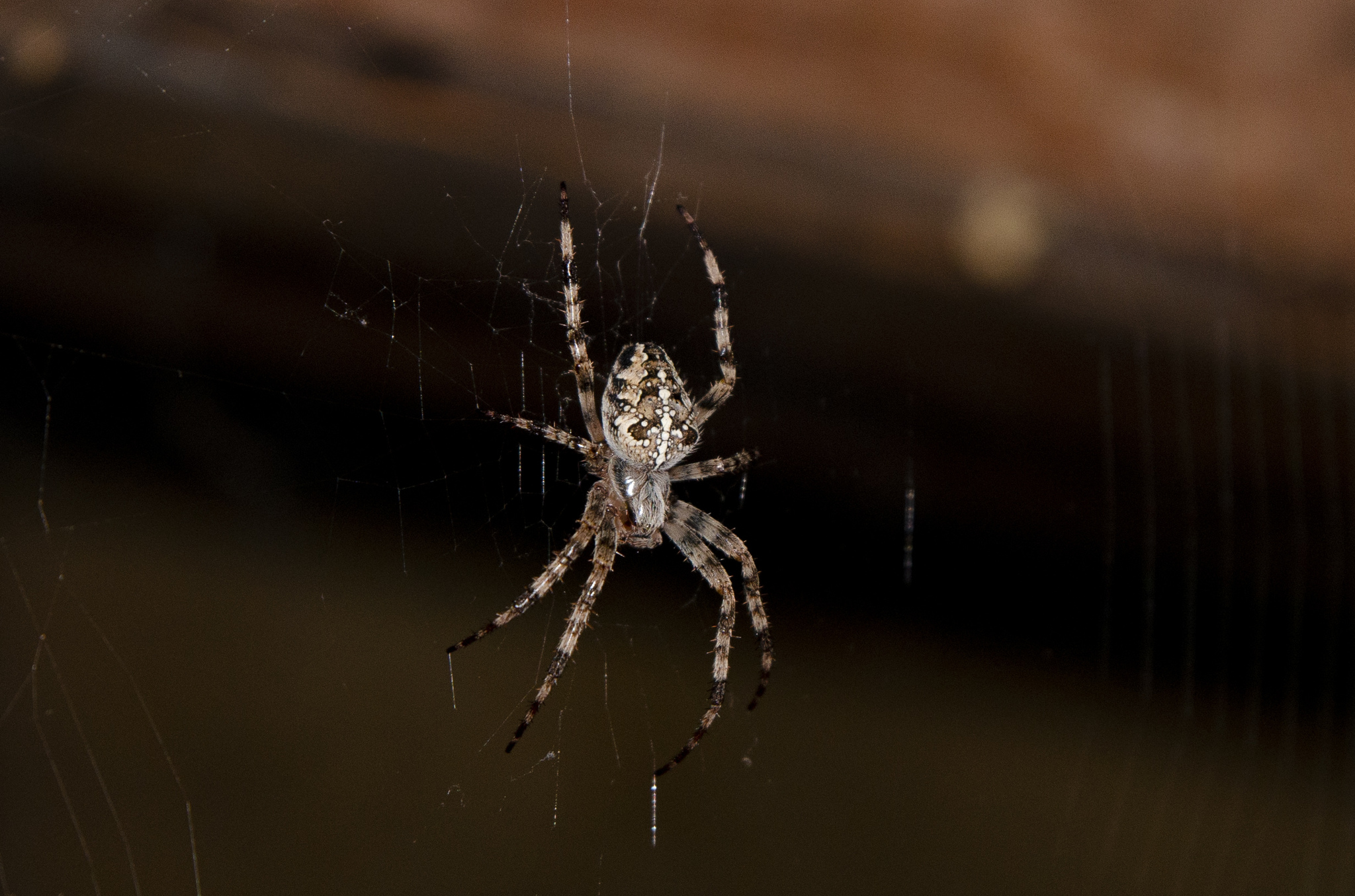 Paukan - My, Spider, The photo, Low key