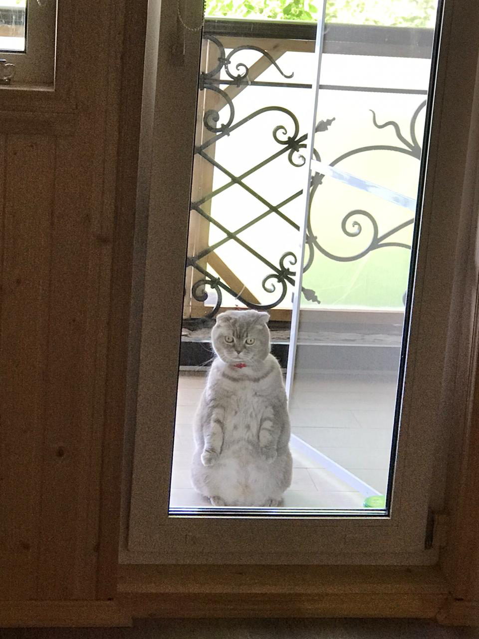 I've had my walk, let me in already - My, Balcony, Locked, cat