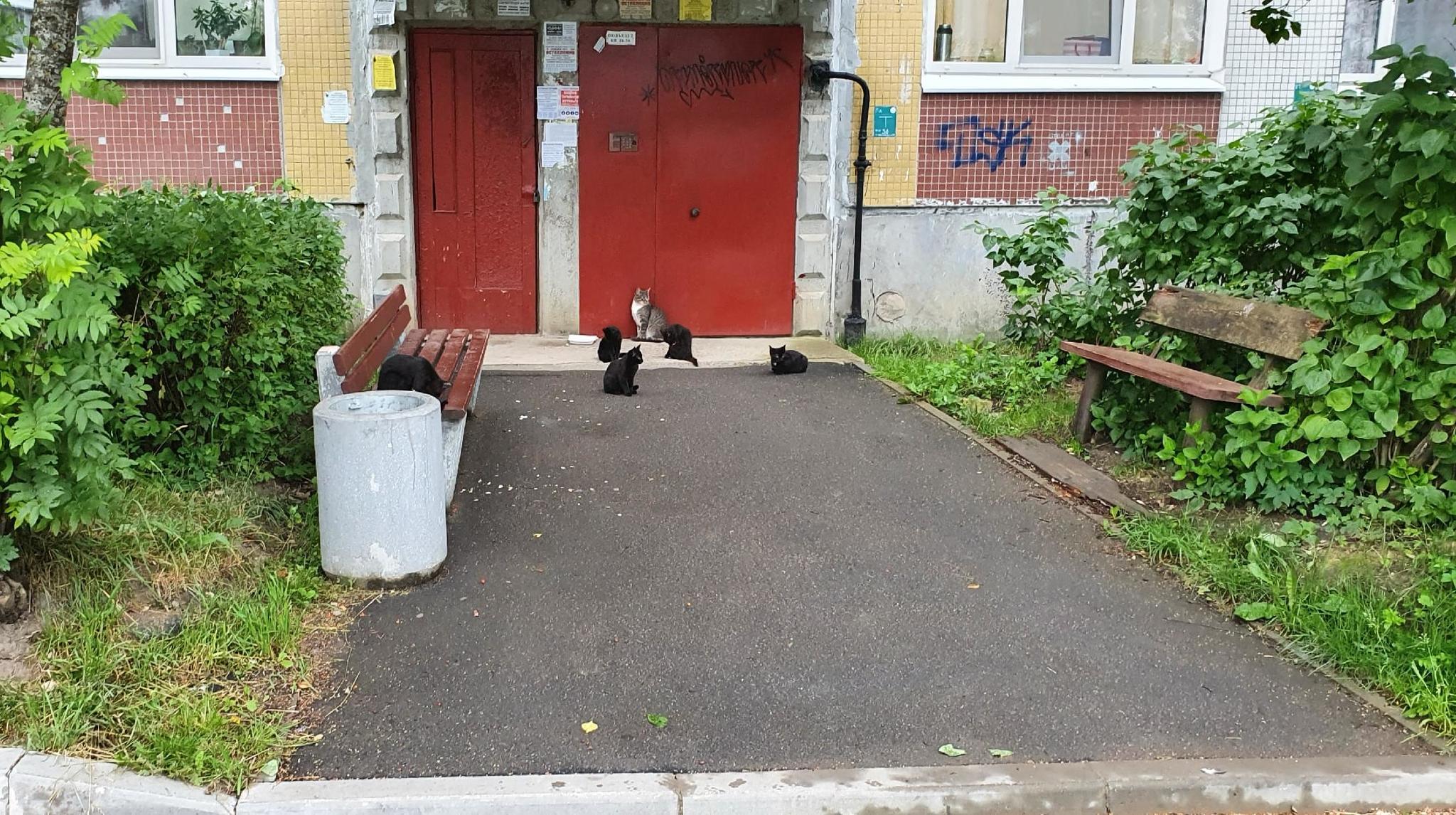 Прямо на моих глазах шайка черных наехала на белого - Моё, Кот, Разборки, Фотография, Юмор