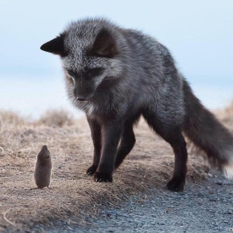 And then the arctic fox came - The photo, Animals, Arctic fox, friendship, Dinner, Meeting