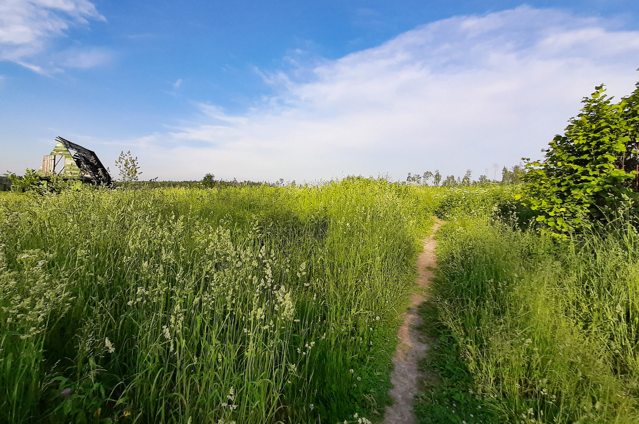 Forest paths - My, Hiking, Forest, Weekend travel, Travel across Russia, Lake, Leisure, Camping, Longpost