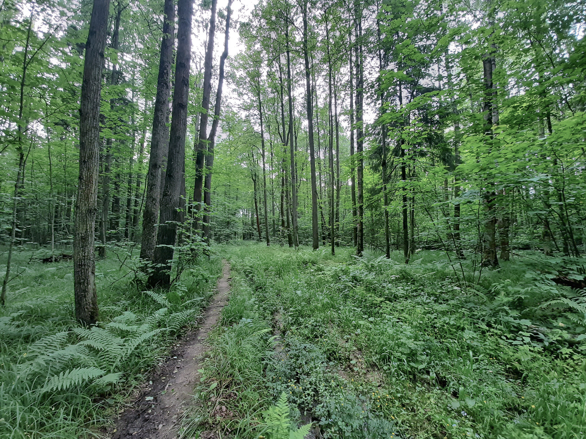 Forest paths - My, Hiking, Forest, Weekend travel, Travel across Russia, Lake, Leisure, Camping, Longpost