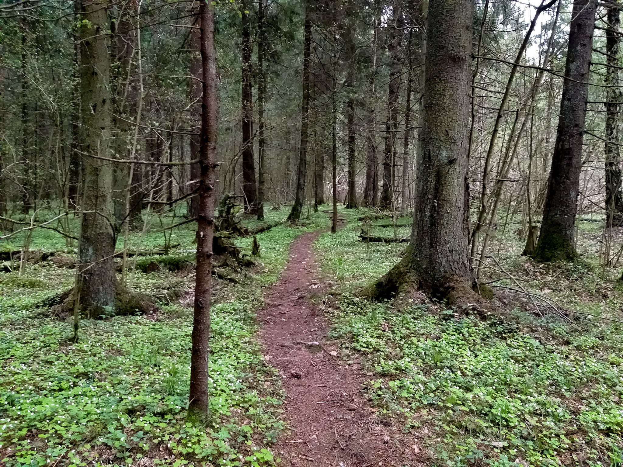 Forest paths - My, Hiking, Forest, Weekend travel, Travel across Russia, Lake, Leisure, Camping, Longpost