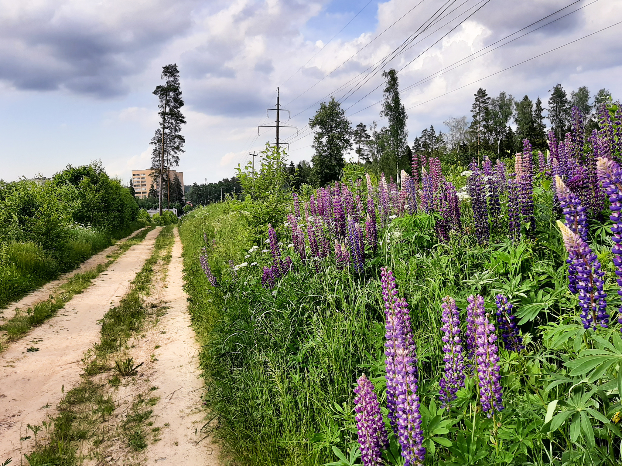 Forest paths - My, Hiking, Forest, Weekend travel, Travel across Russia, Lake, Leisure, Camping, Longpost