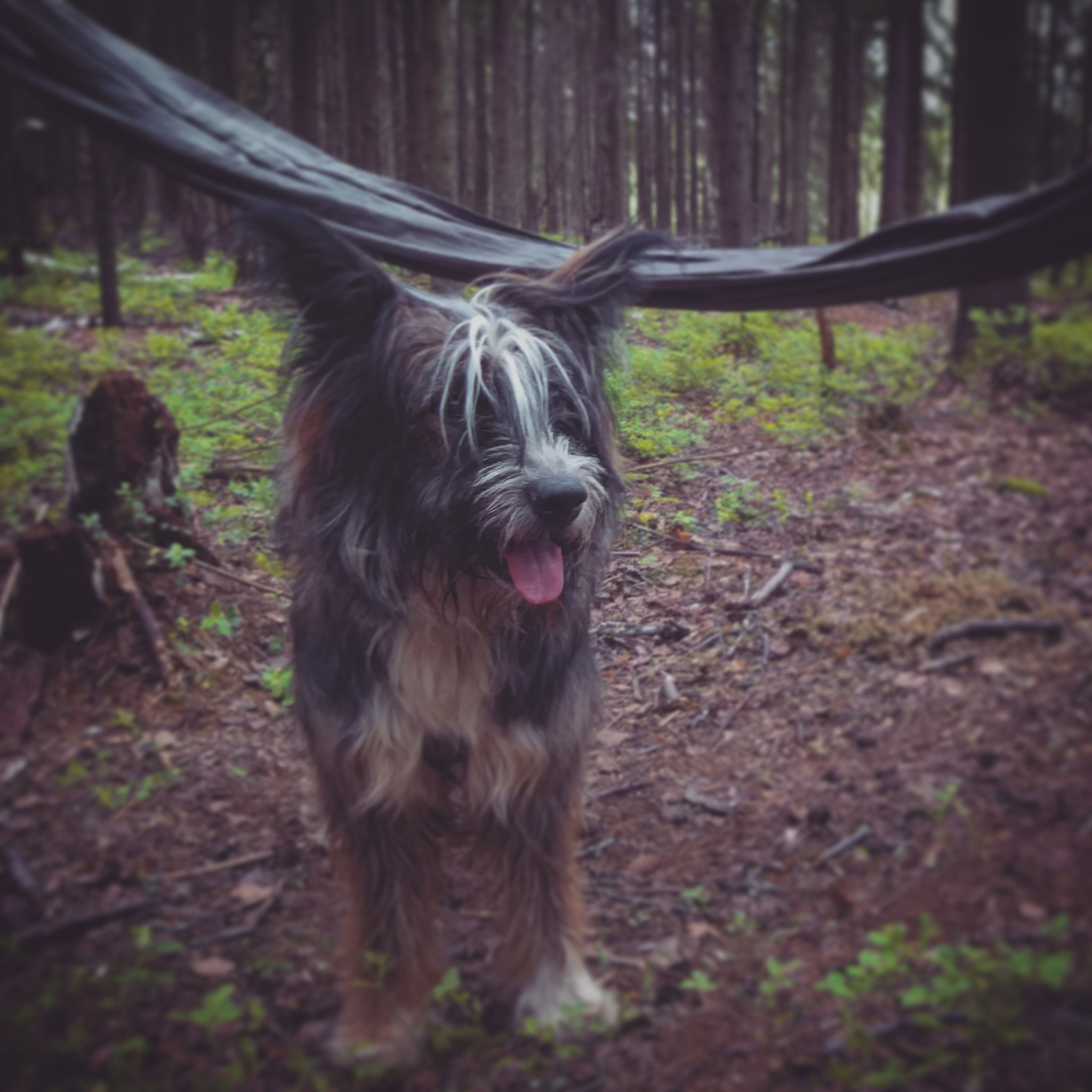 Forest paths - My, Hiking, Forest, Weekend travel, Travel across Russia, Lake, Leisure, Camping, Longpost