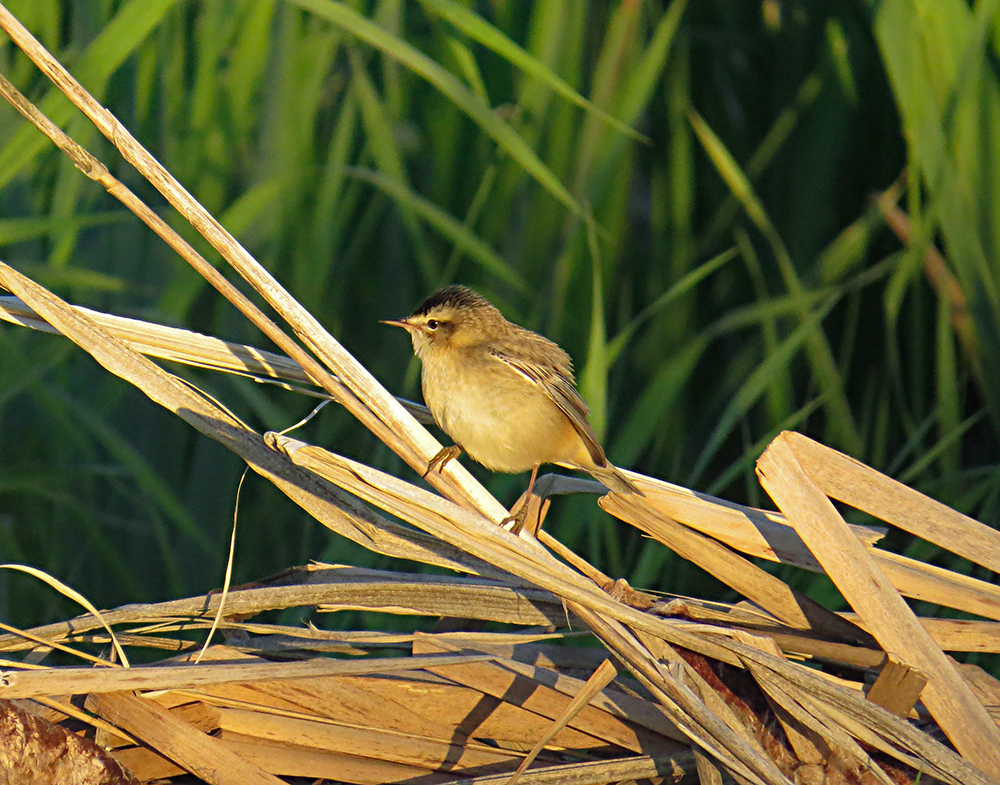 Badger Warbler - My, Klyazma, Nature, Ornithology, Schelkovo, Summer, Birds, Russia, Video, Longpost