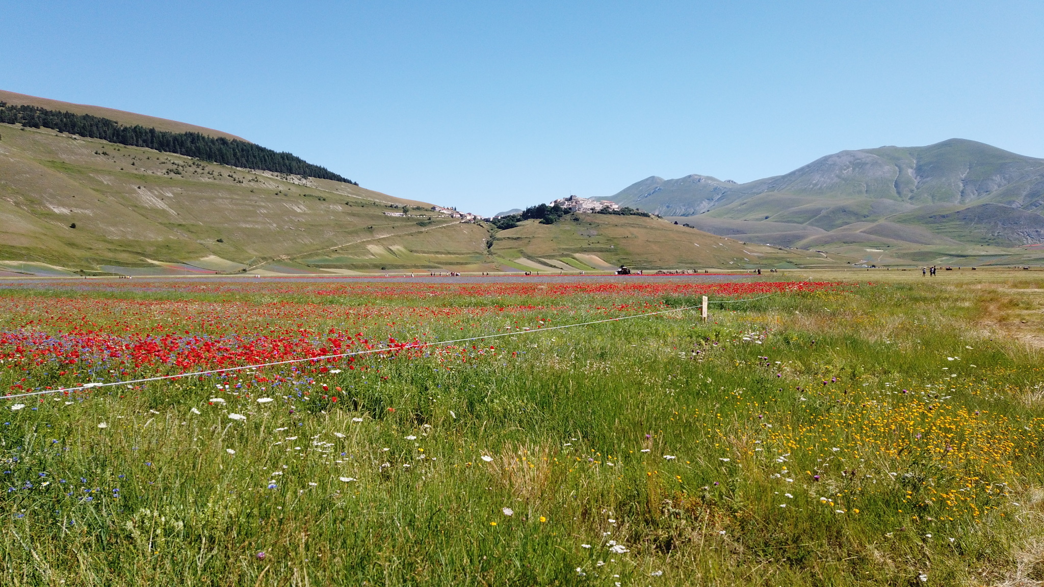 Fioritura Castelluccio: an incredible event in the center of Italy - My, Travels, Italy, Flowers, Wildflowers, The mountains, Umbria, The photo, Landscape, Video, Longpost