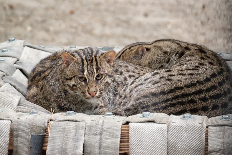 All for convenience) - Hammock, Convenience, Animals, Zoo, Novosibirsk, Longpost, Novosibirsk Zoo, The photo