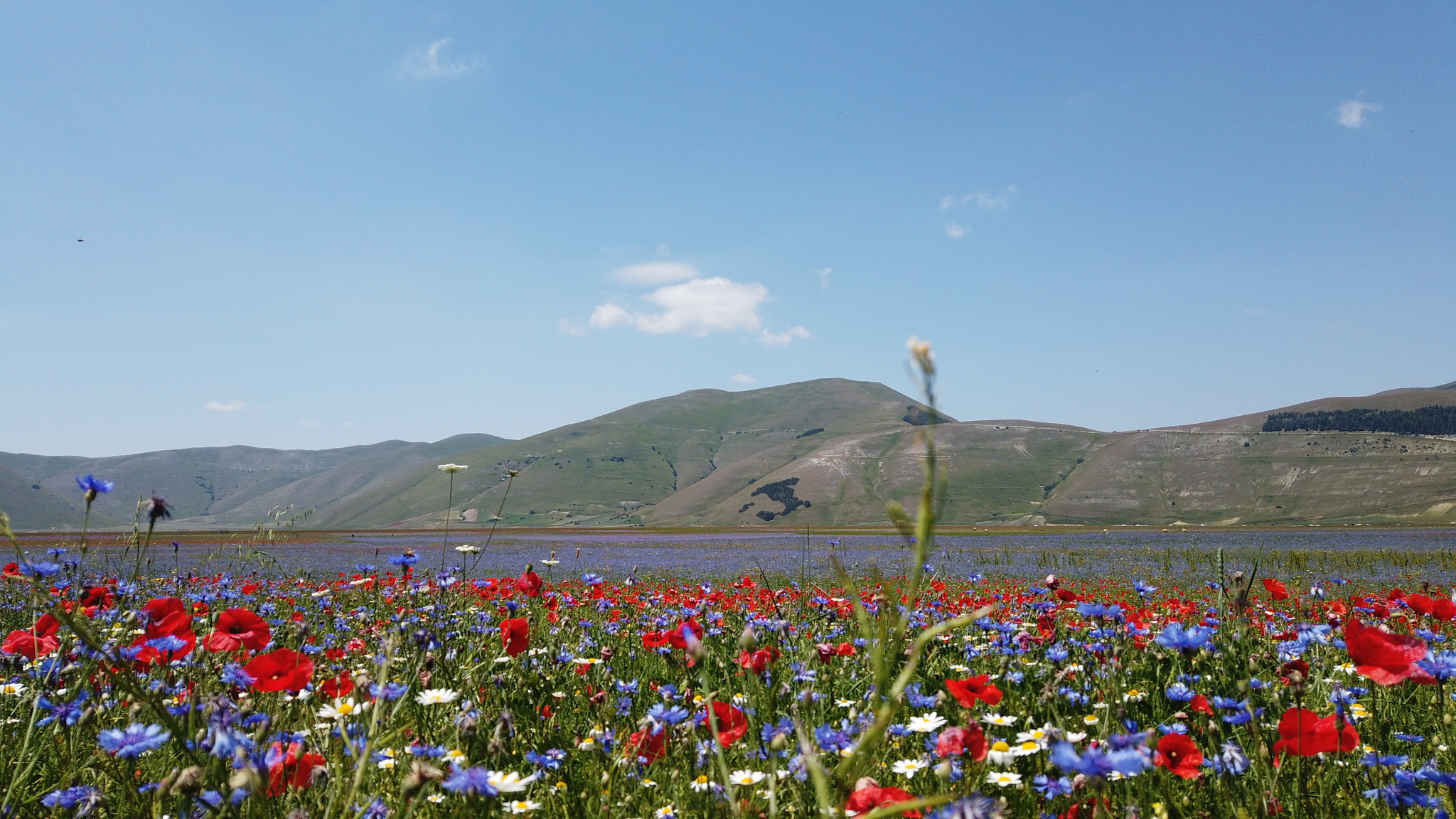 Fioritura Castelluccio: an incredible event in the center of Italy - My, Travels, Italy, Flowers, Wildflowers, The mountains, Umbria, The photo, Landscape, Video, Longpost