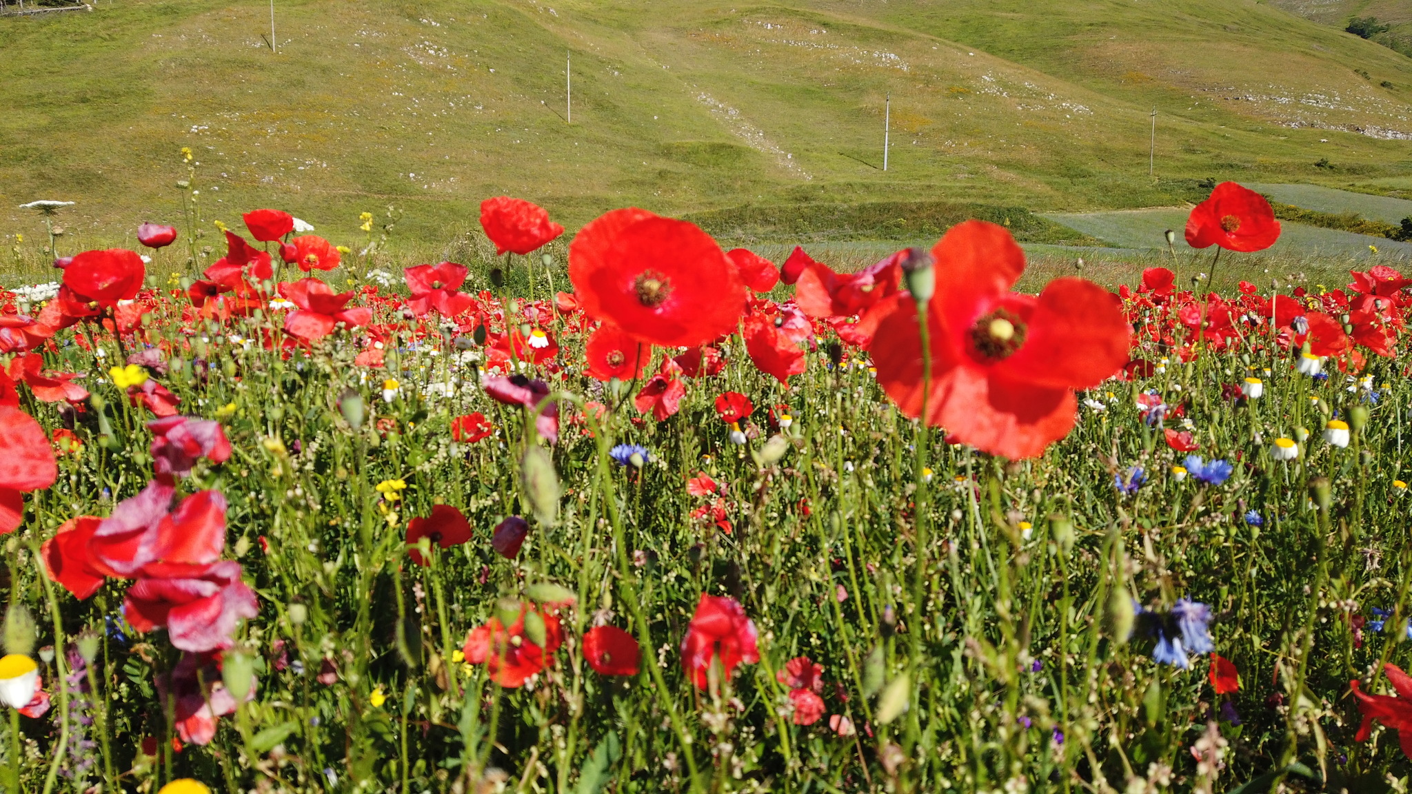 Fioritura Castelluccio: an incredible event in the center of Italy - My, Travels, Italy, Flowers, Wildflowers, The mountains, Umbria, The photo, Landscape, Video, Longpost