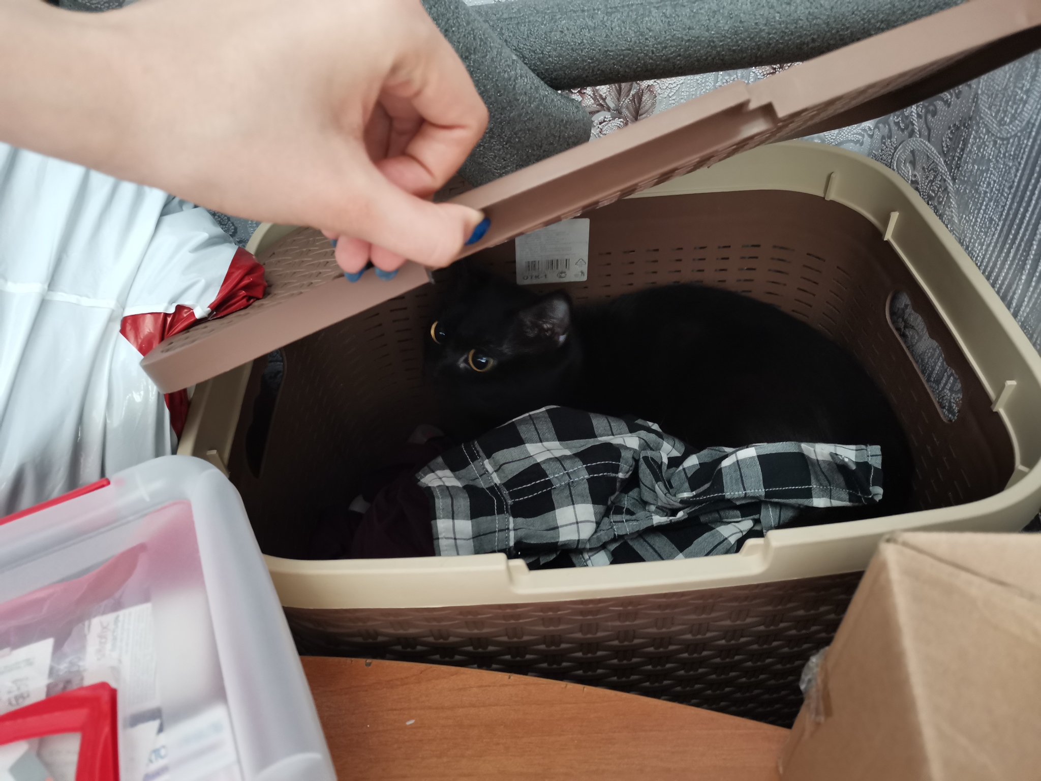 I didn't expect them to find it) - My, Hide and seek, Black cat, cat, Munchkin
