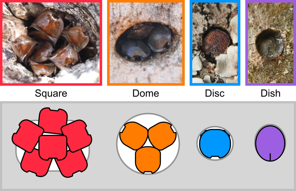 Turtle Ants: There is a plug in every barrel. The swarm that tanks with its heads - Ants, Turtle, Carapace, Animals, Yandex Zen, Longpost