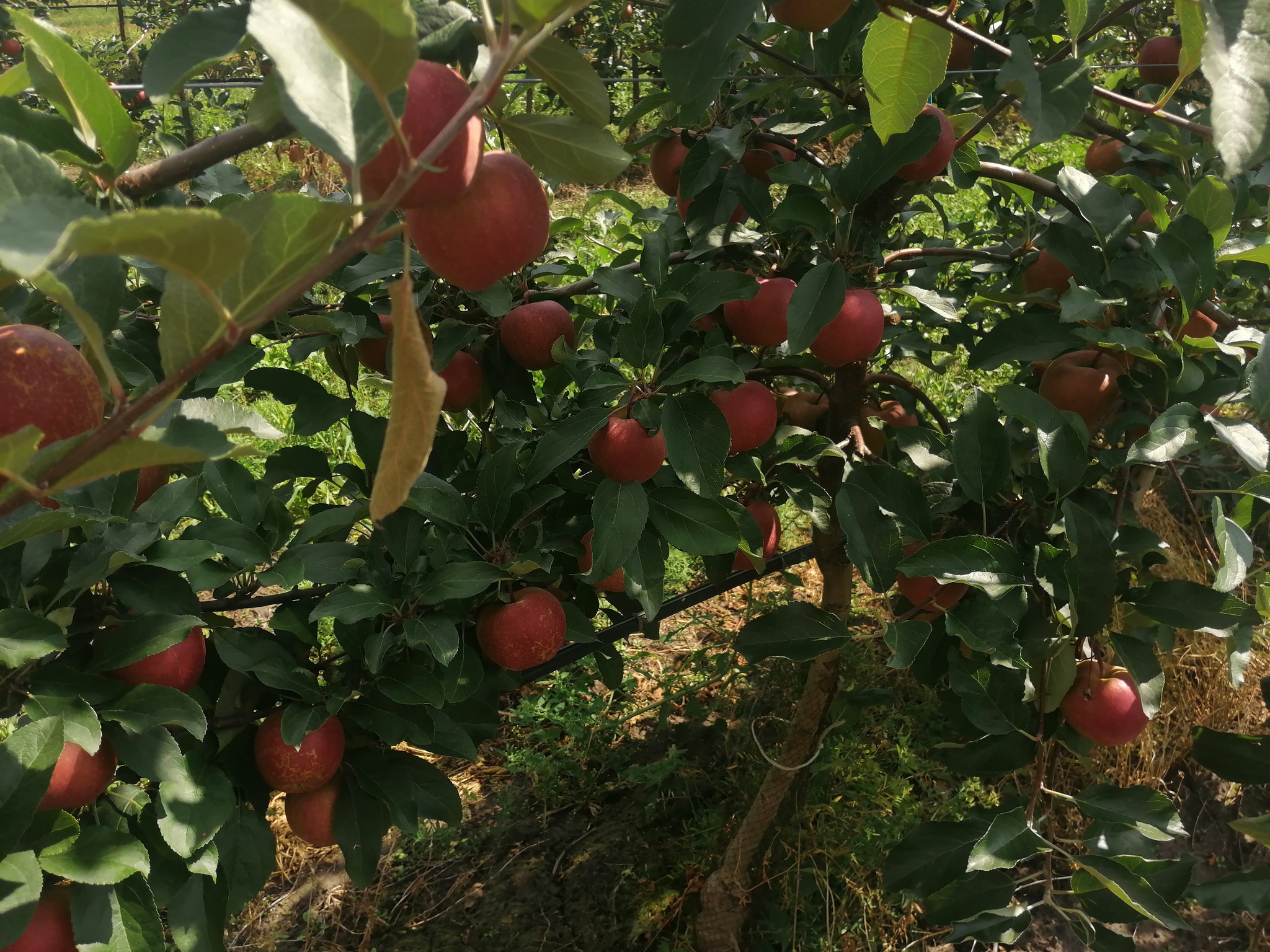 Orchards, apples, photos - Сельское хозяйство, Progressive crop production, Garden, Apple tree, Apples, Saplings, Longpost