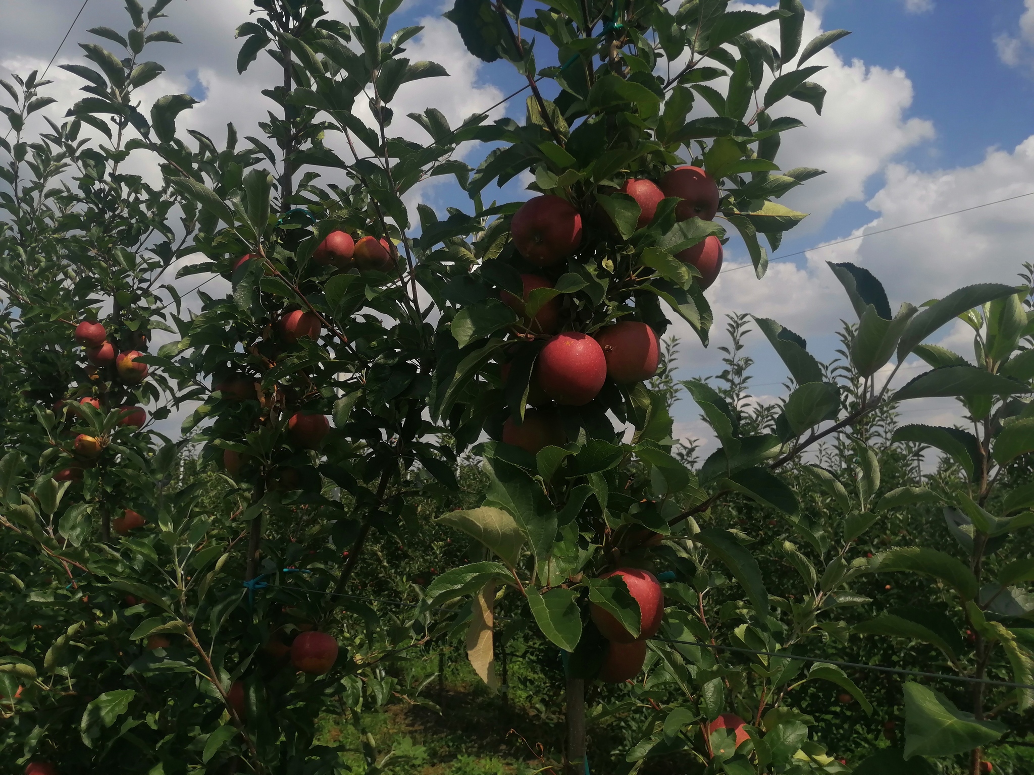 Orchards, apples, photos - Сельское хозяйство, Progressive crop production, Garden, Apple tree, Apples, Saplings, Longpost