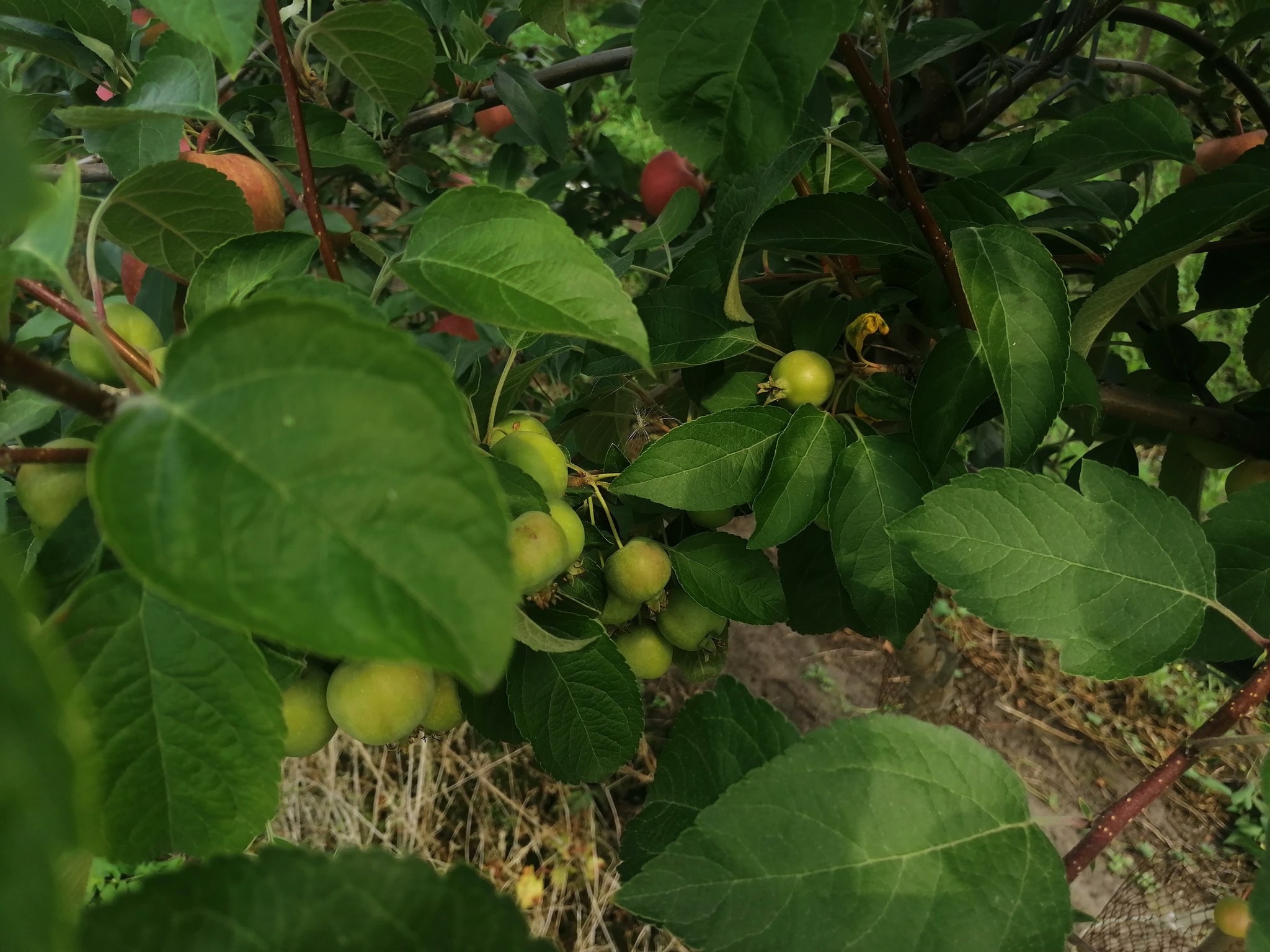 Orchards, apples, photos - Сельское хозяйство, Progressive crop production, Garden, Apple tree, Apples, Saplings, Longpost