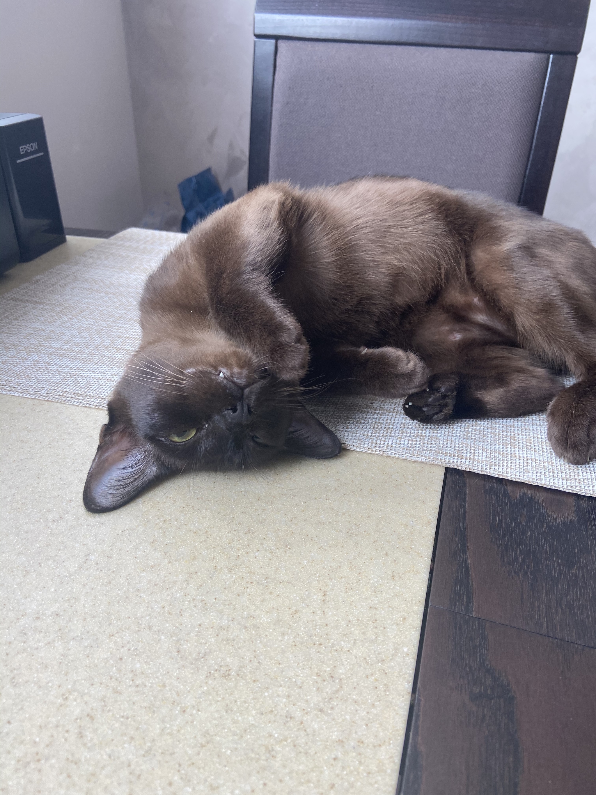 If you want to buy a cat for your child - My, cat, Burmese cat, Myanmar, Longpost