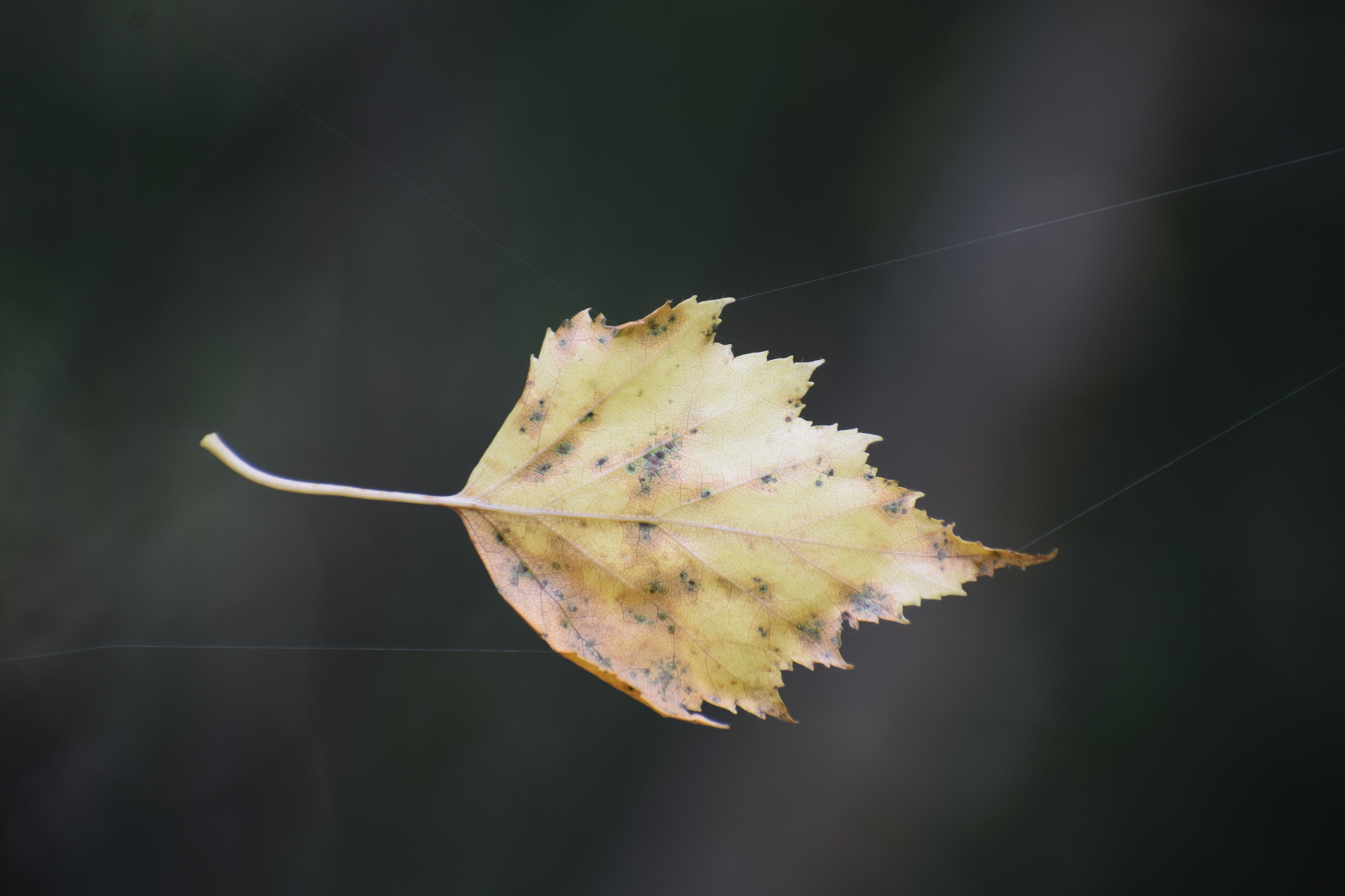 Yellow leaf almost autumn - My, Nikon d3300, Nikkor70300, Forest, Izhevsk, Levitation, Magic