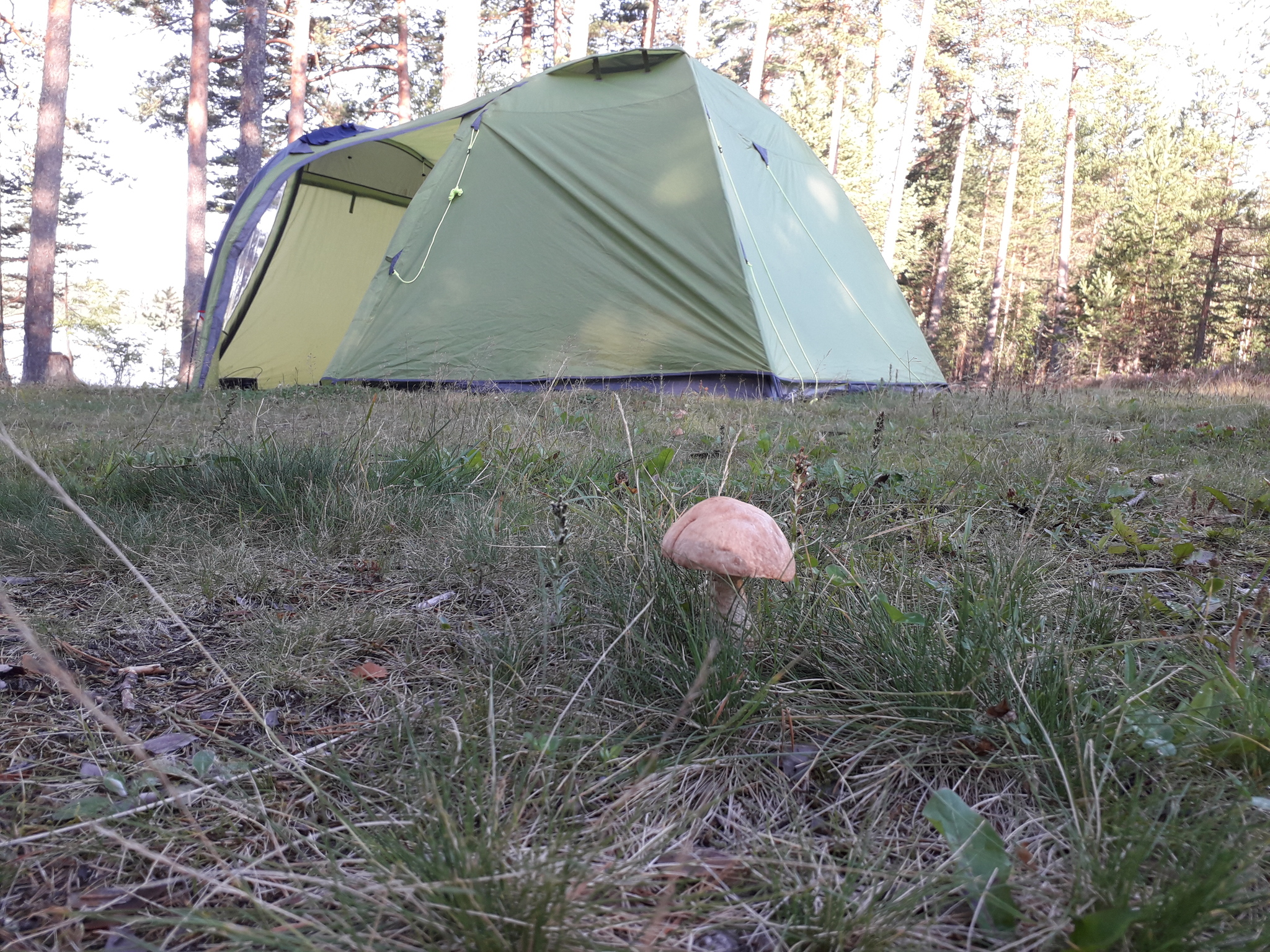 Mushrooms attack - My, Mushrooms, Forest, Tent, Leningrad region, Longpost, Silent hunt