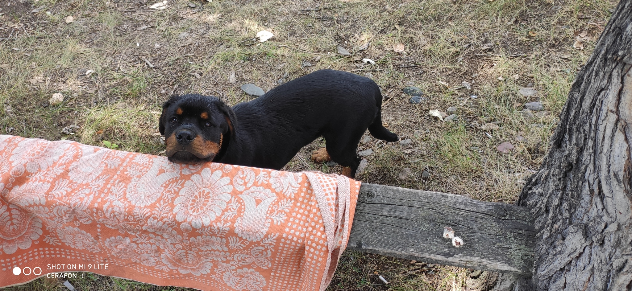 Weekend on the banks of the Yenisei - My, Rottweiler, Nature, Camping, Longpost