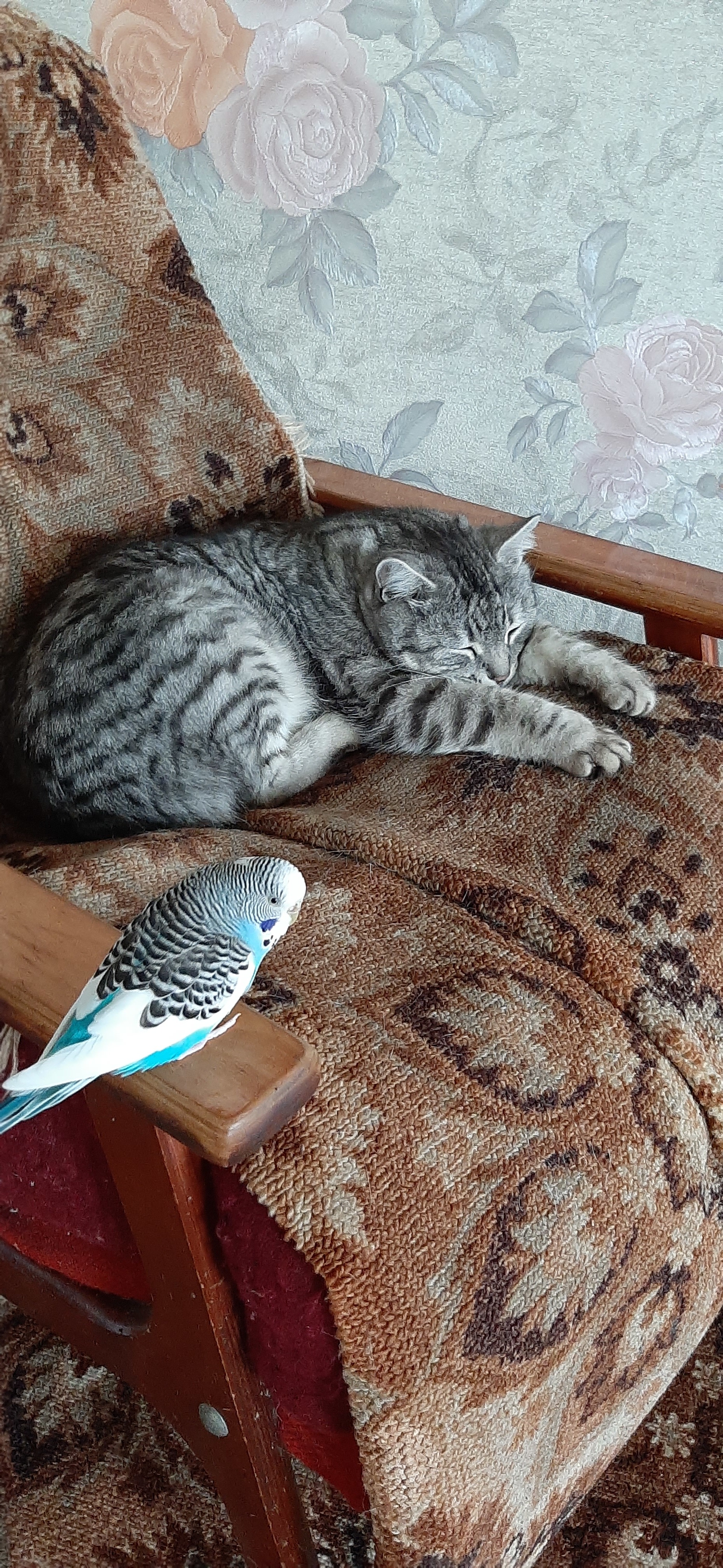 Sleep under guard - My, cat, Pets, Village, Dream, A parrot, Longpost