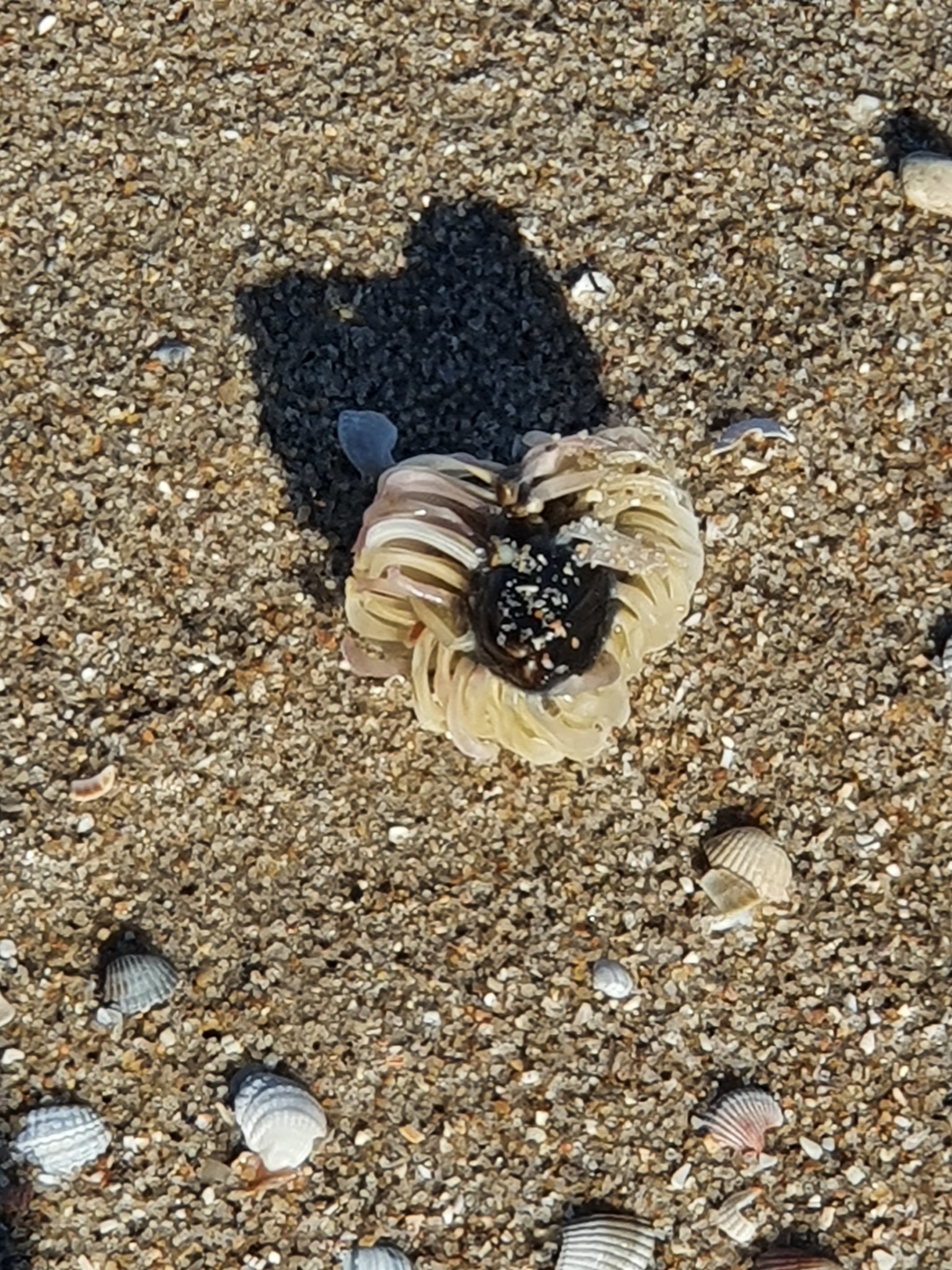 What kind of animal? - My, Berdyansk, Jellyfish, Longpost