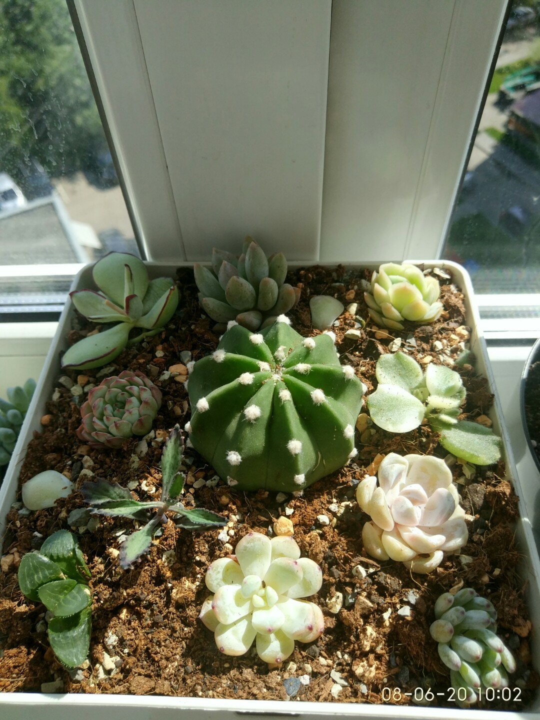 My hobby after work (Succulents) - My, Plants, Handmade, crazy hands, Hobby, Longpost, Succulents