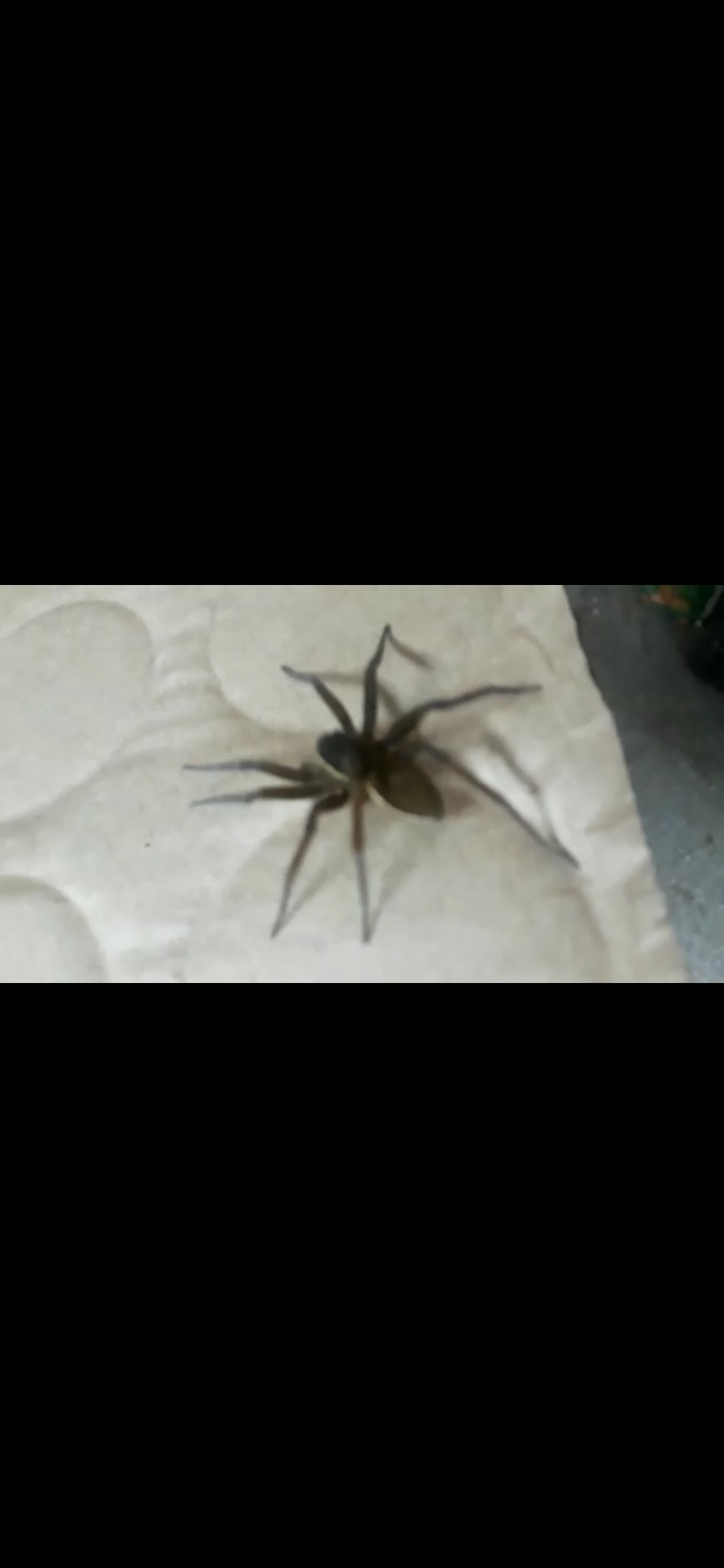 Please tell me what type of spider this is - My, Bird spiders, Spider, Help, What kind of breed, Video, Longpost