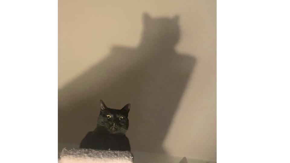 Batcat - Batman, cat