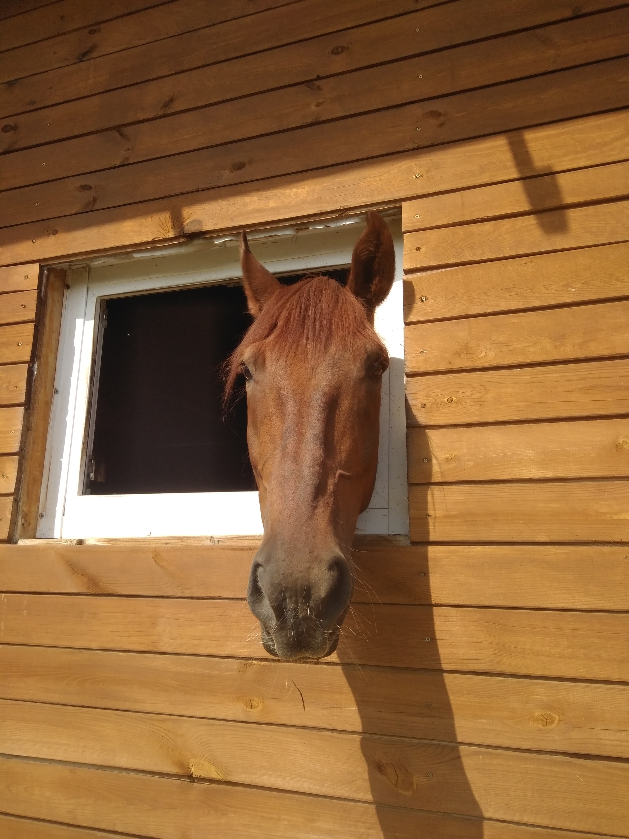 Who are you? Fuck you! We didn't invite you! - Horses, The photo, Memes, Stable, Window