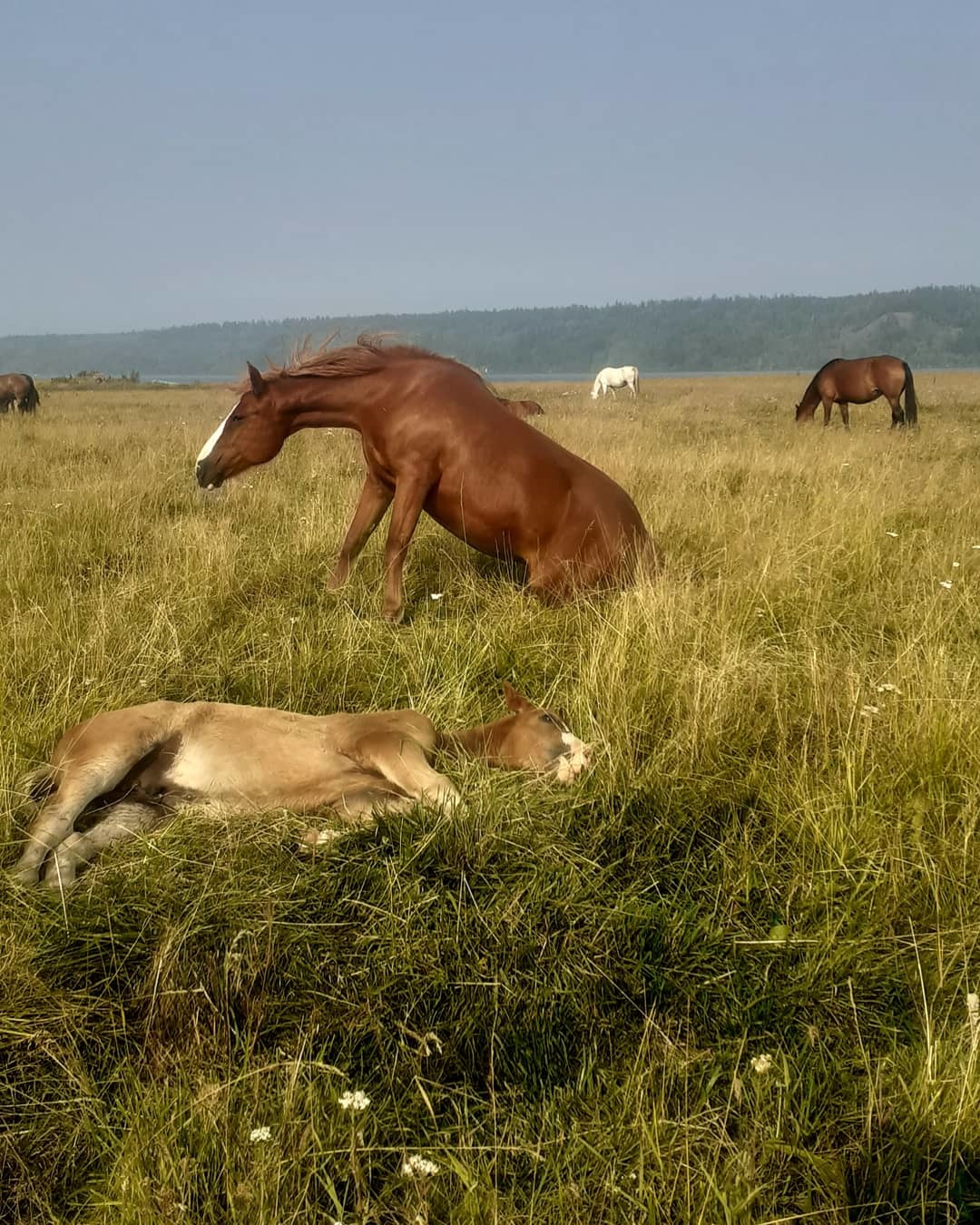 Just a good day - My, Summer, Horses, Walk, Longpost