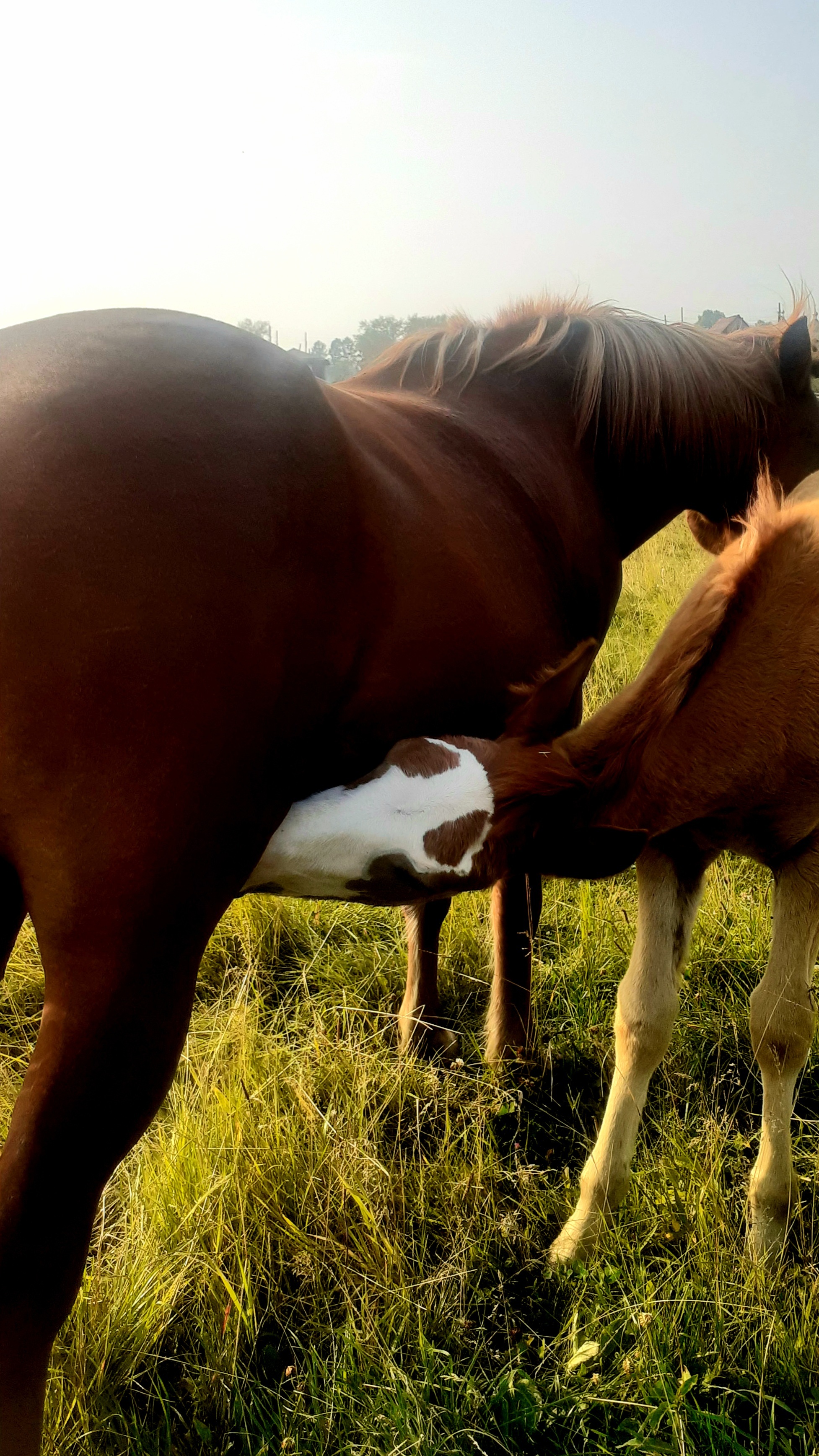 Just a good day - My, Summer, Horses, Walk, Longpost