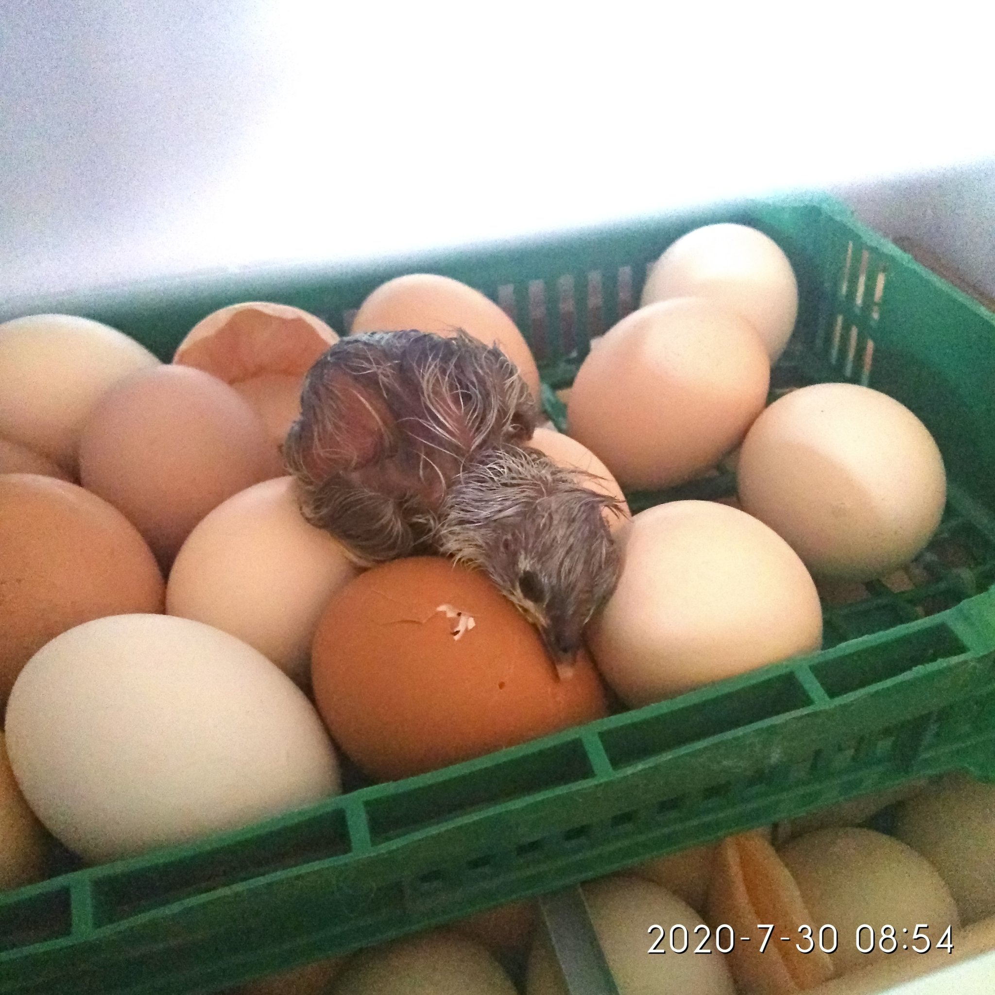 My first incubation - Incubation, Broilers, Layers, Hen, Incubator, Longpost